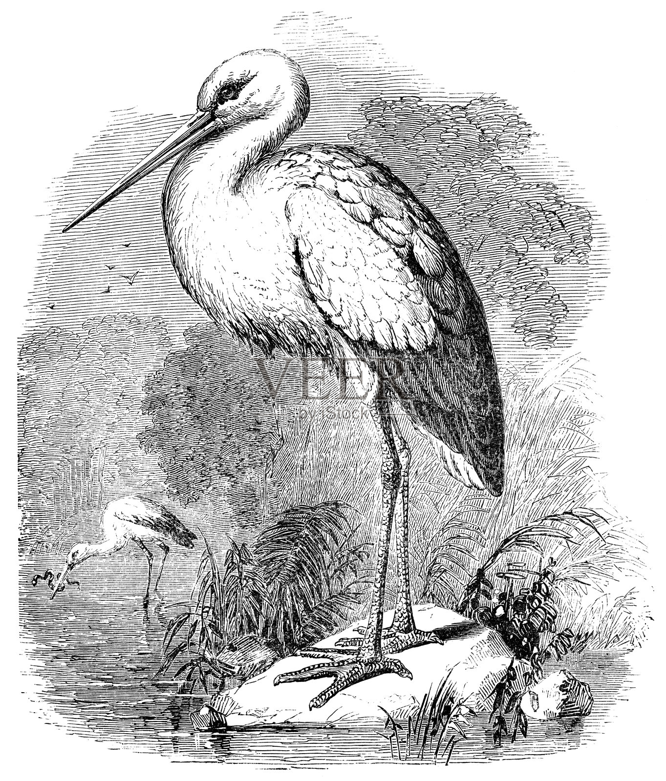 白鹳鸟——19世纪设计元素图片