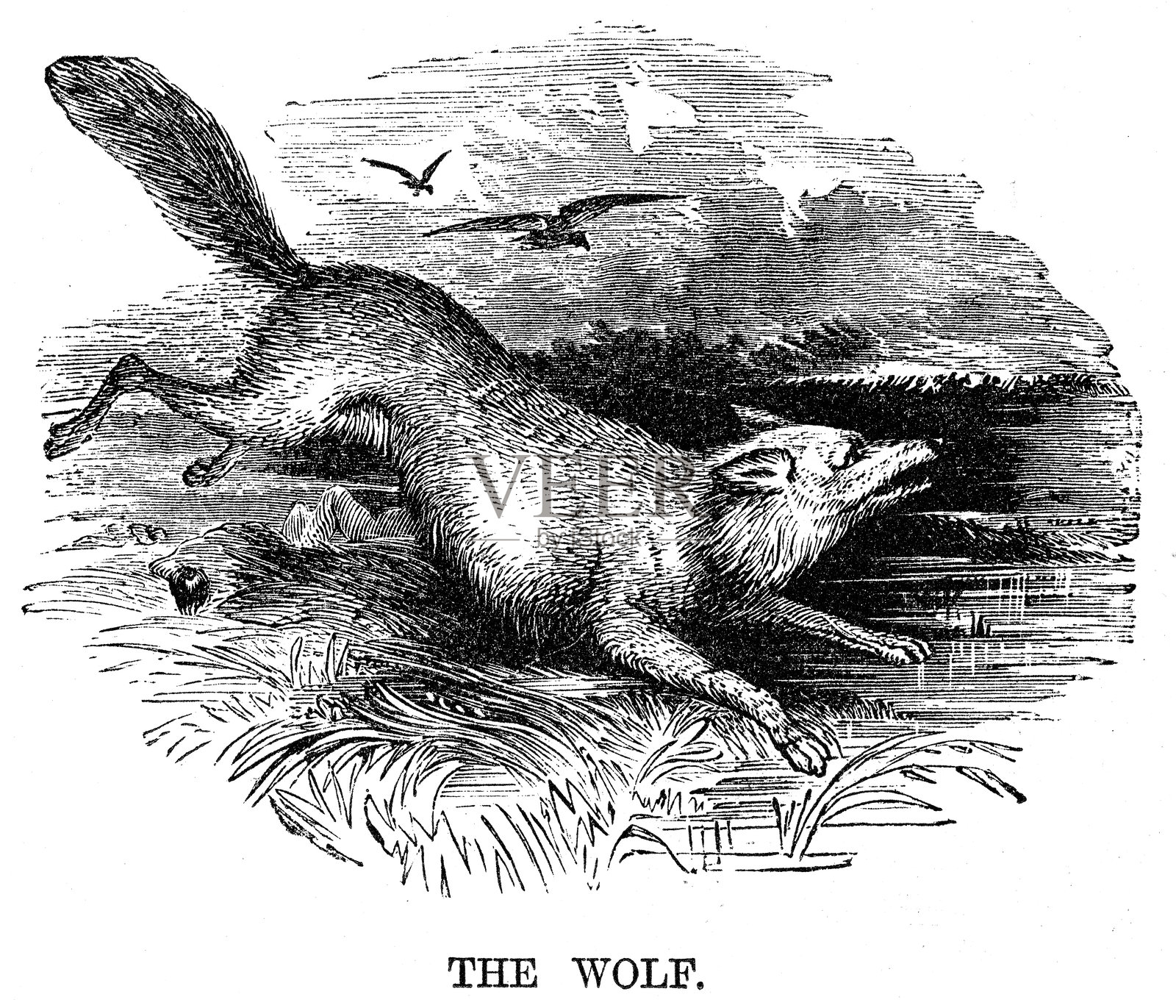 狼雕刻1869插画图片素材