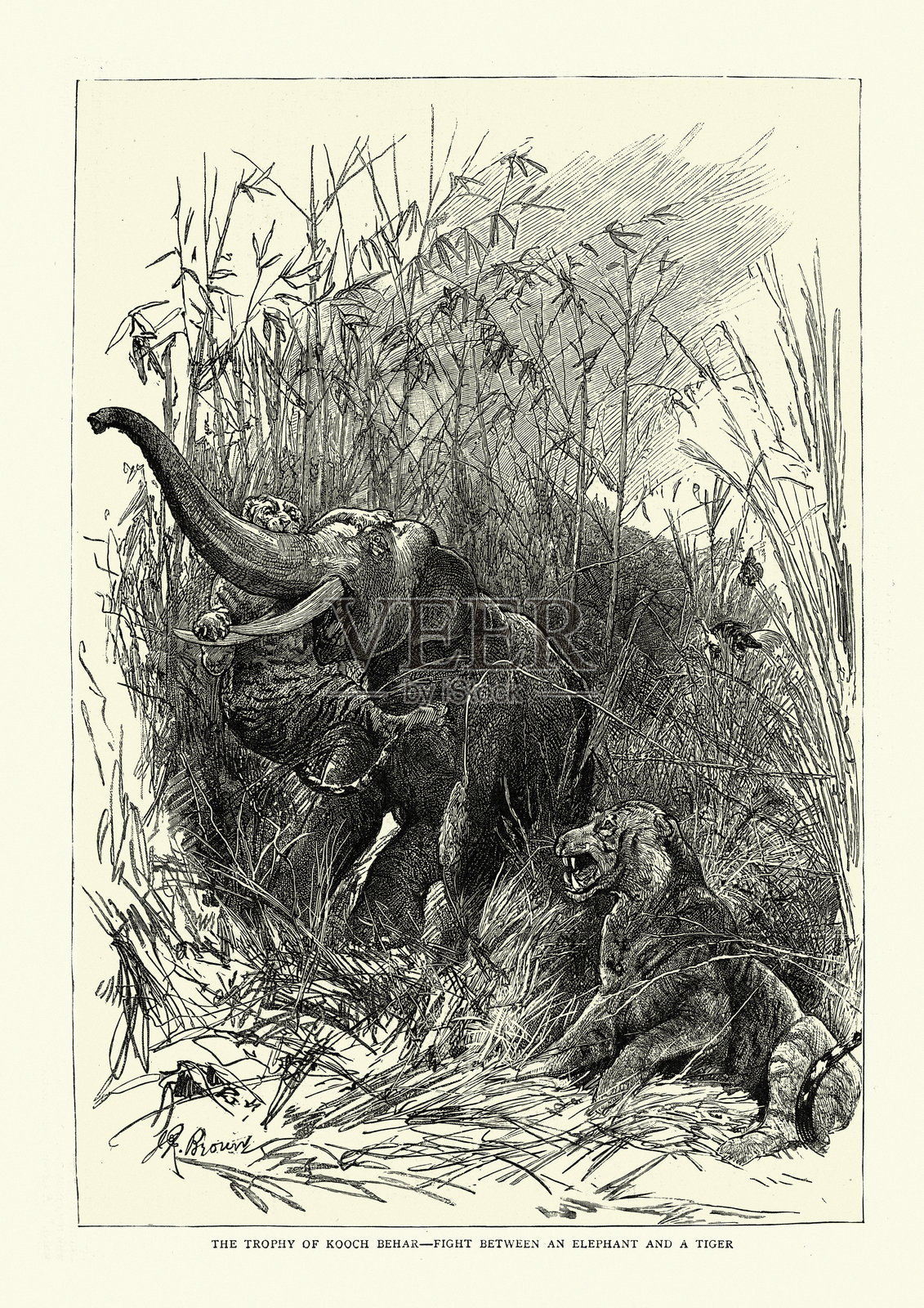 描写大象和老虎之间的争斗，19世纪插画图片素材