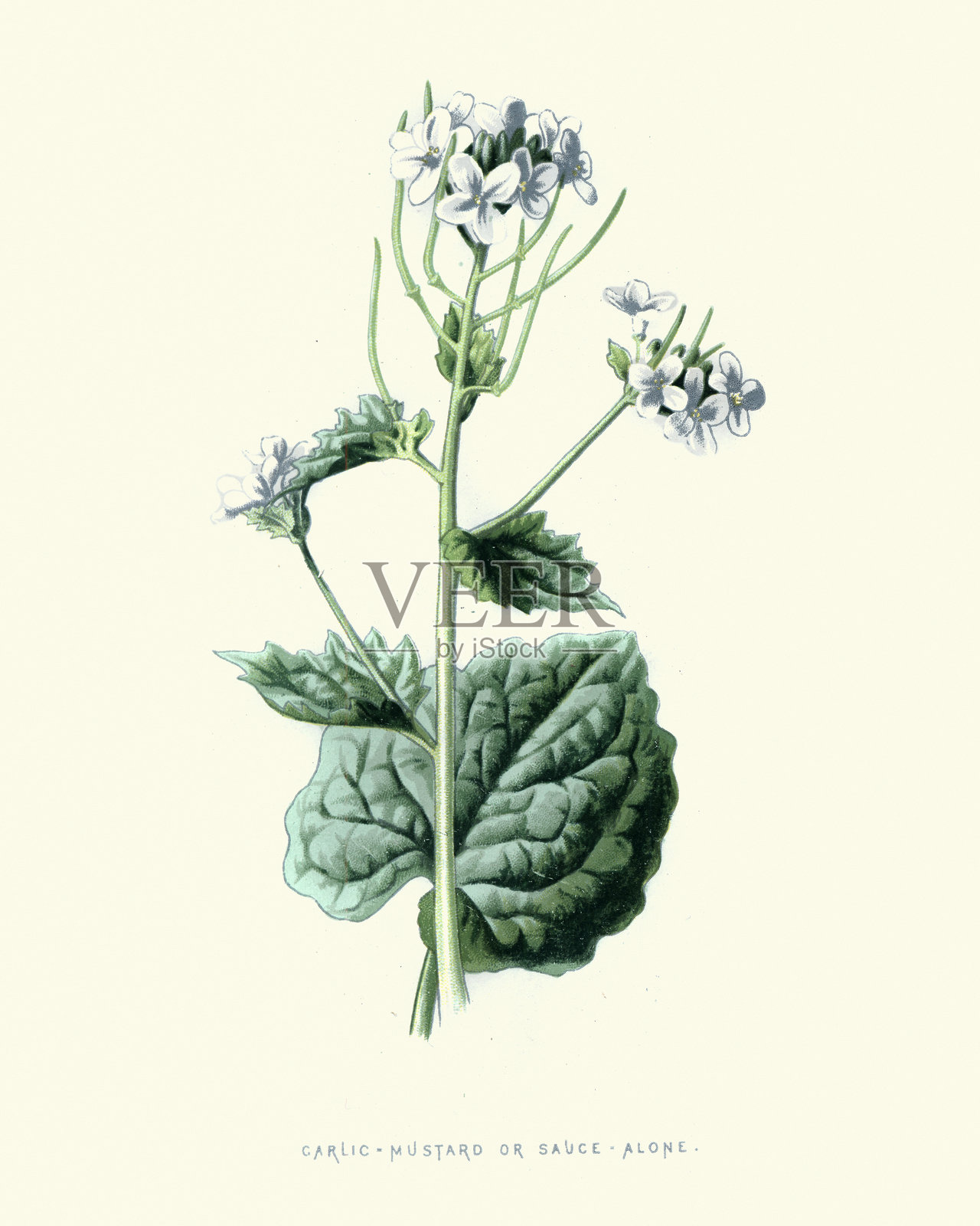 葱、蒜芥、植物花印插画图片素材