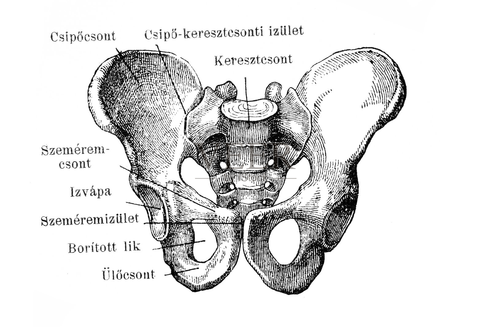 骨盆的男人插画图片素材