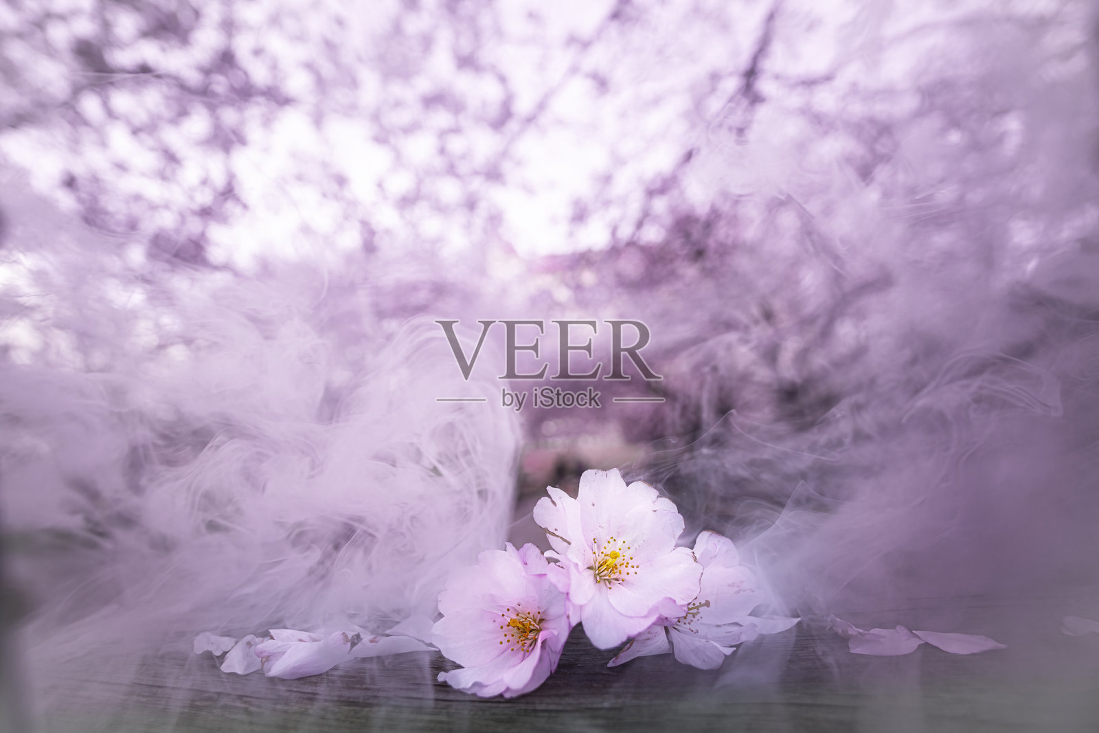 樱花魔法照片摄影图片