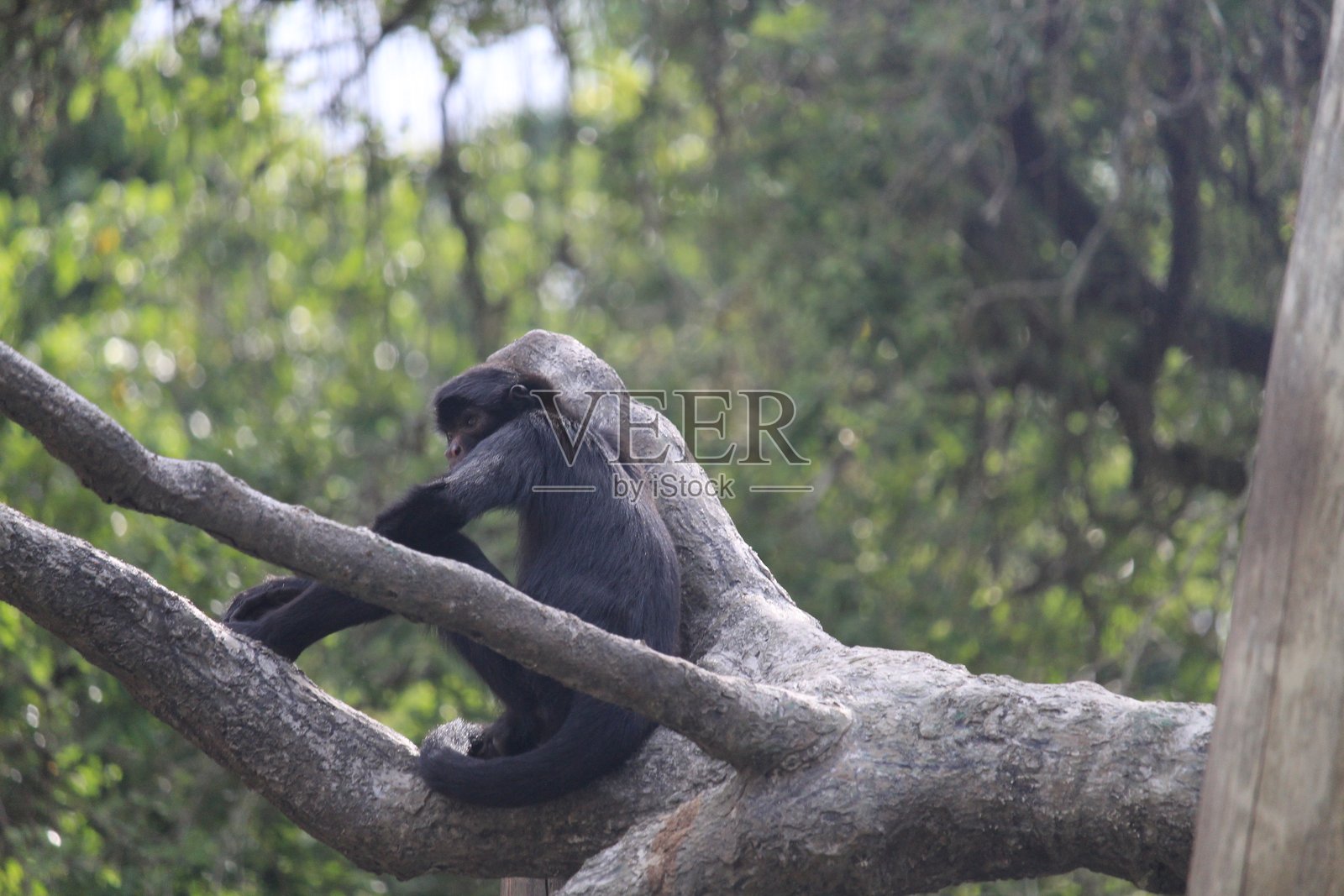 巴西蜘蛛猴照片摄影图片