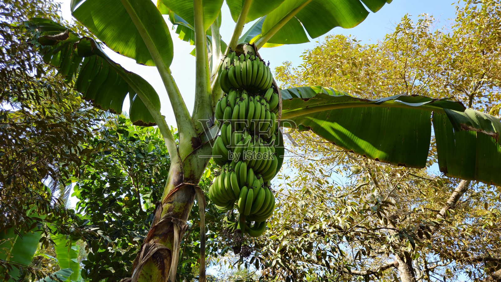 长在树上的绿色香蕉水果。近距离拍摄的绿色热带香蕉水果在花园里的荣陇省，湄公河三角洲越南。照片摄影图片
