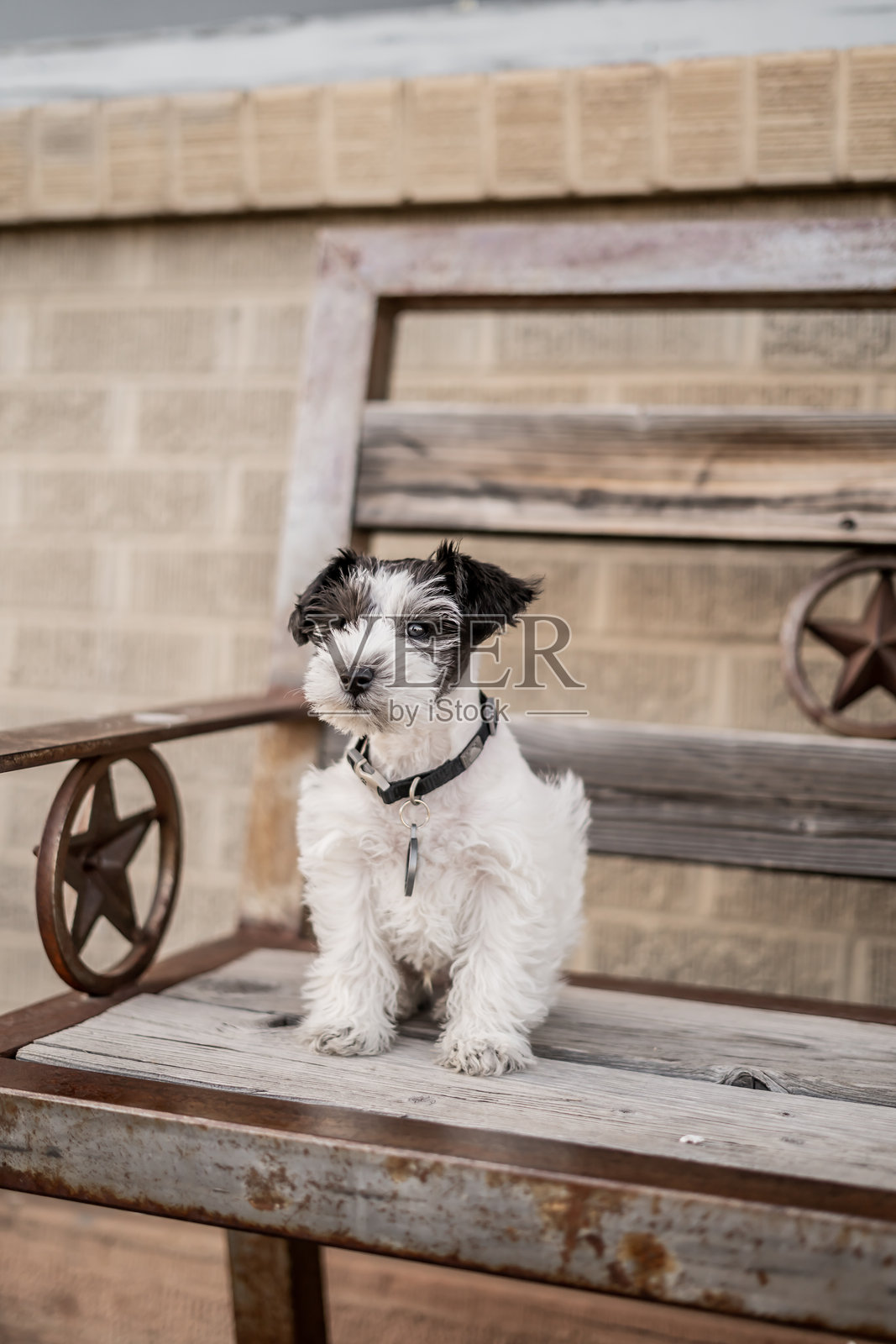 可爱的小狗宝宝迷你雪纳瑞照片摄影图片
