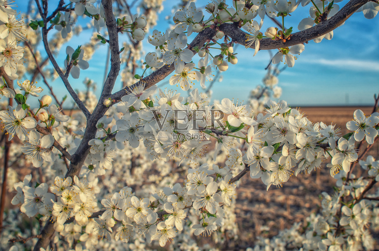 花的春天抽象的自然背景。盛开的樱桃枝微距模糊的天空背景照片摄影图片