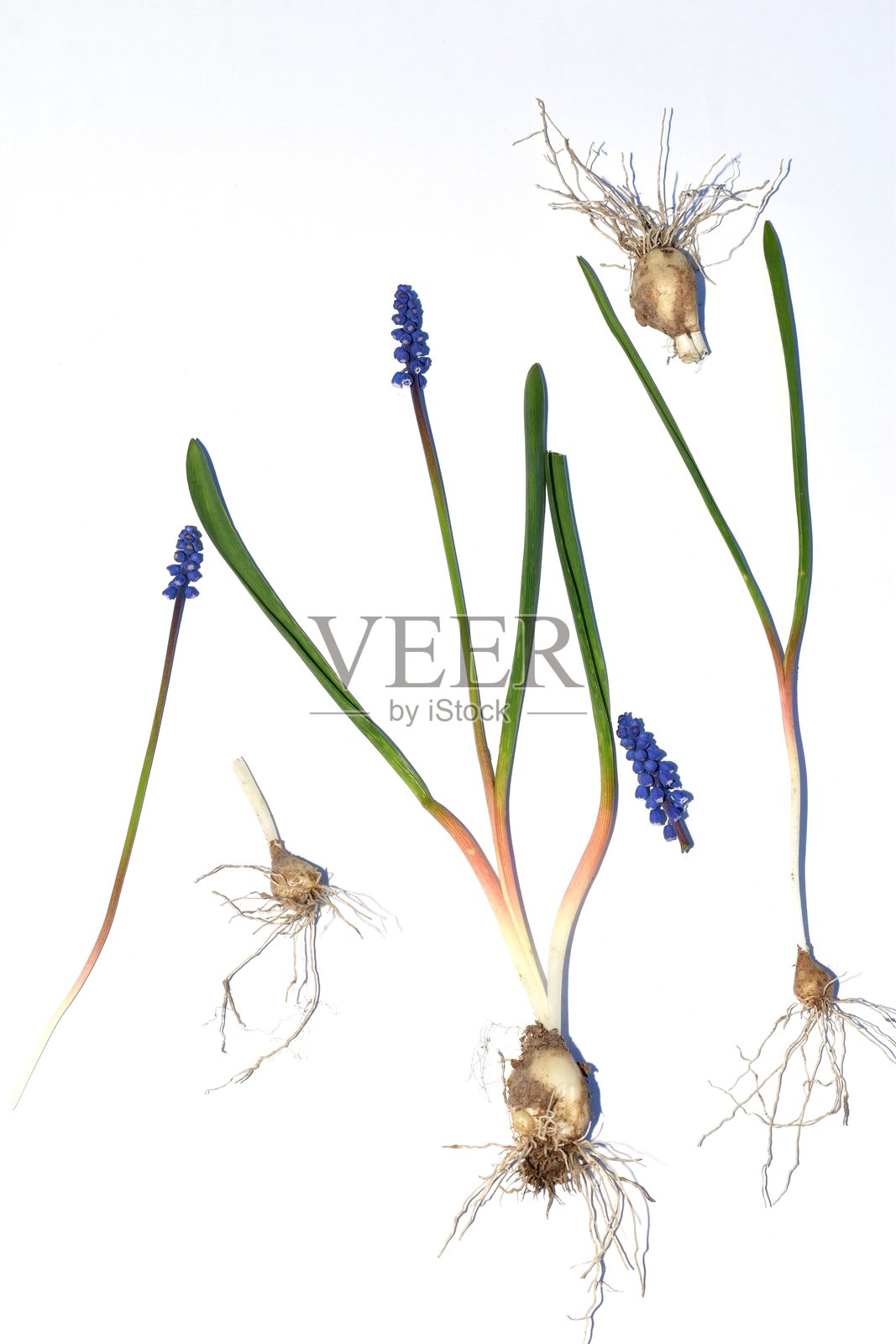 白色背景上的蓝鼠风信子。照片摄影图片