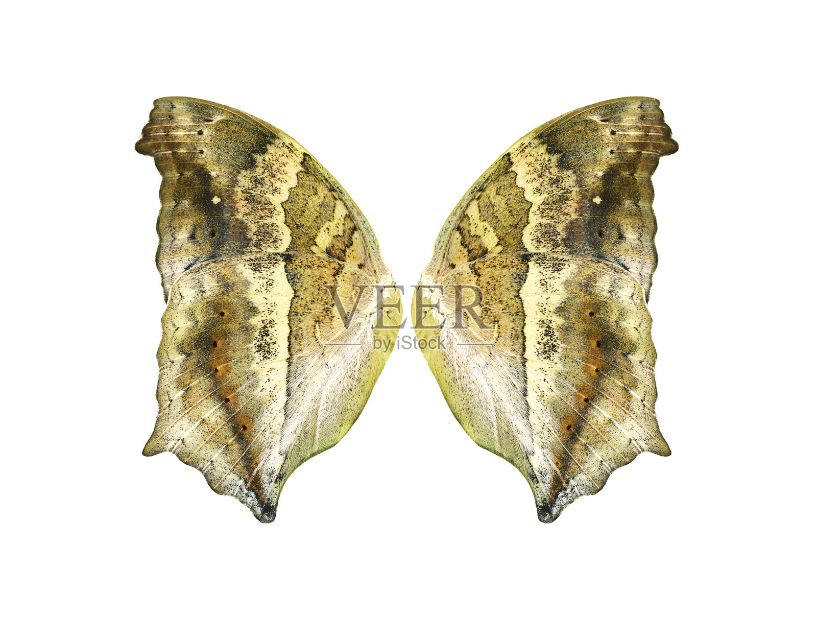 蝴蝶的翅膀孤立在白色的背景上照片摄影图片