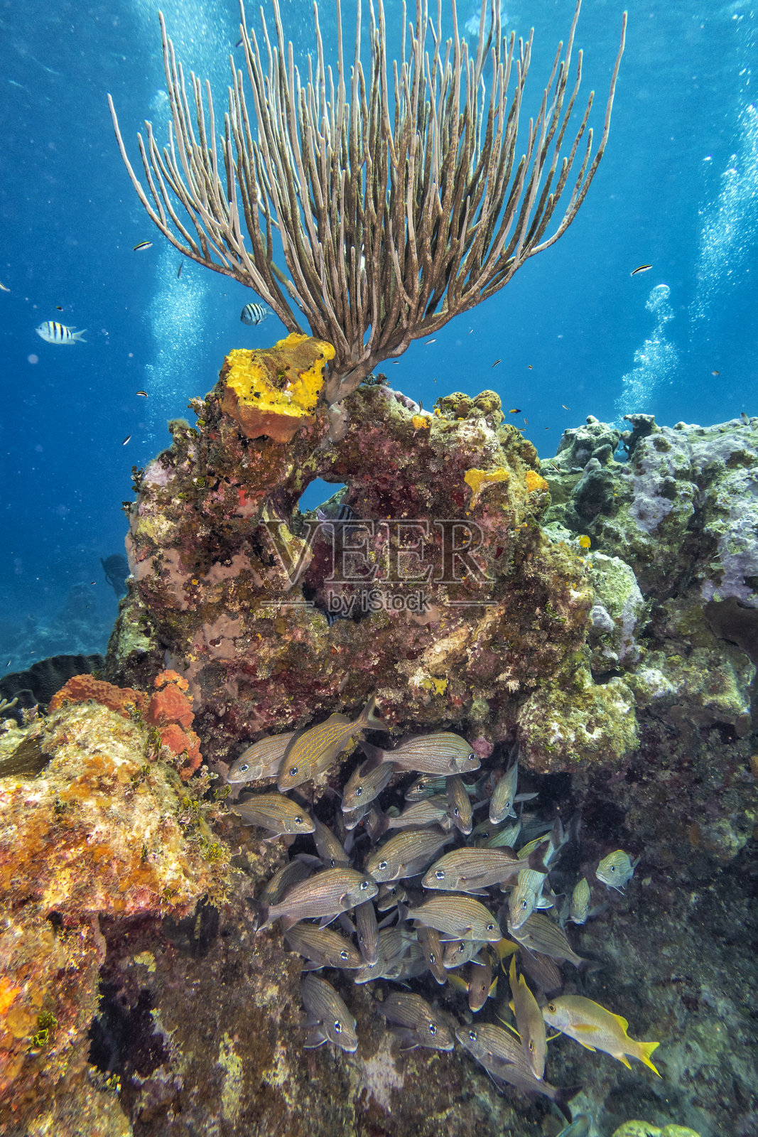 鲷鱼礁上的柳珊瑚照片摄影图片