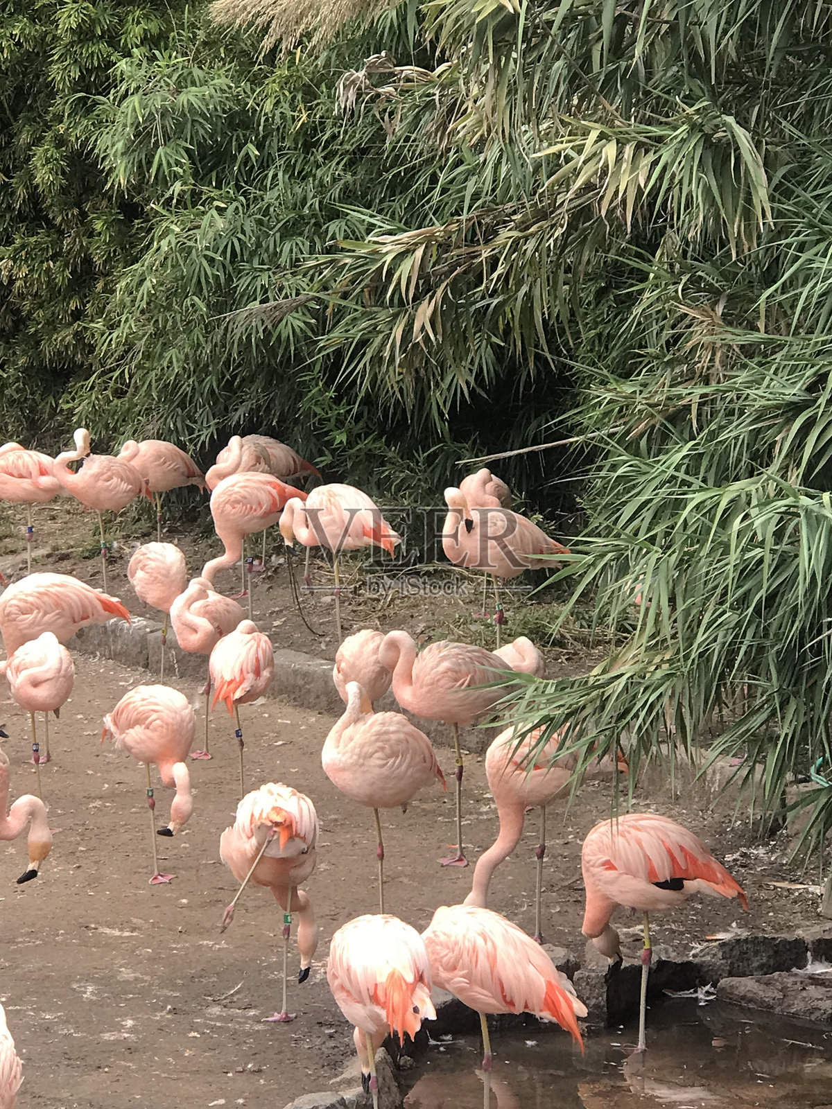 湖岸边的火烈鸟群照片摄影图片