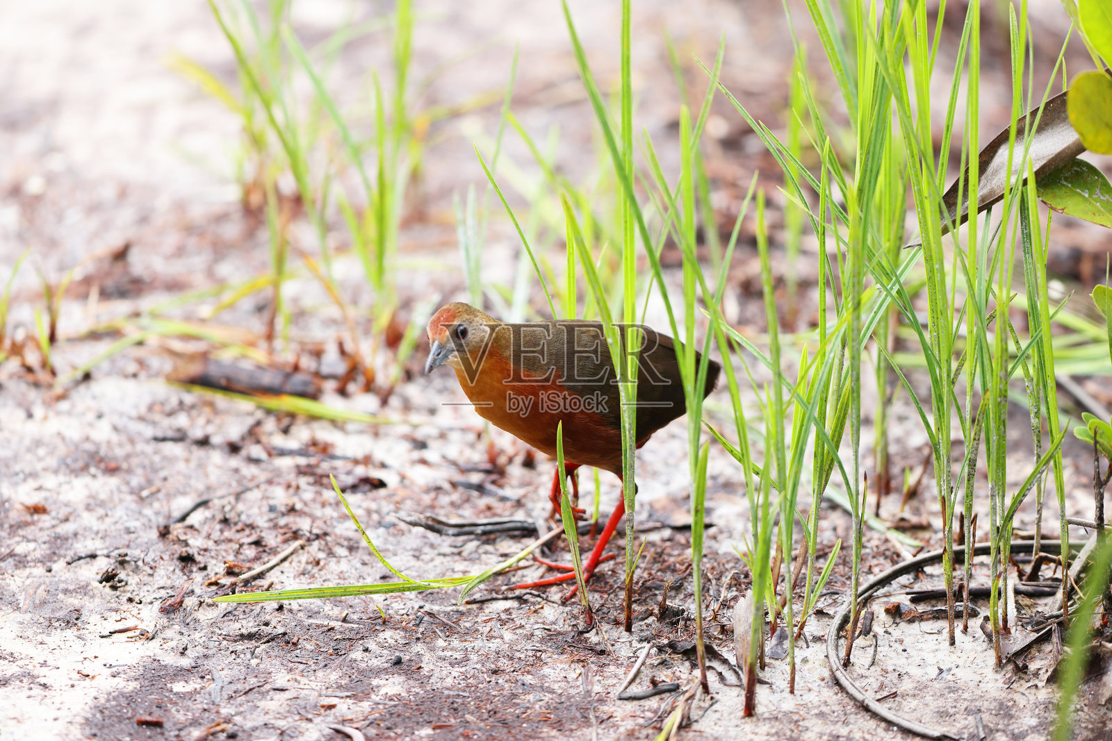 哥伦比亚的褐冠蛙(Rufirallus viridis)照片摄影图片