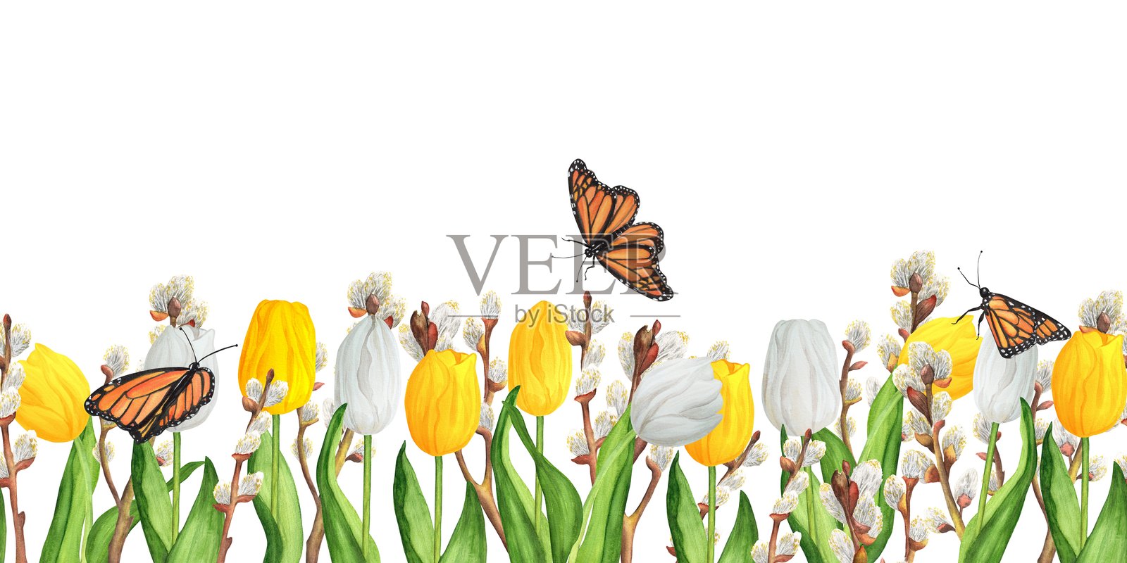 手绘水彩插图。无缝的花卉边界与彩色的白色和黄色的郁金香和柳枝和蝴蝶插画图片素材