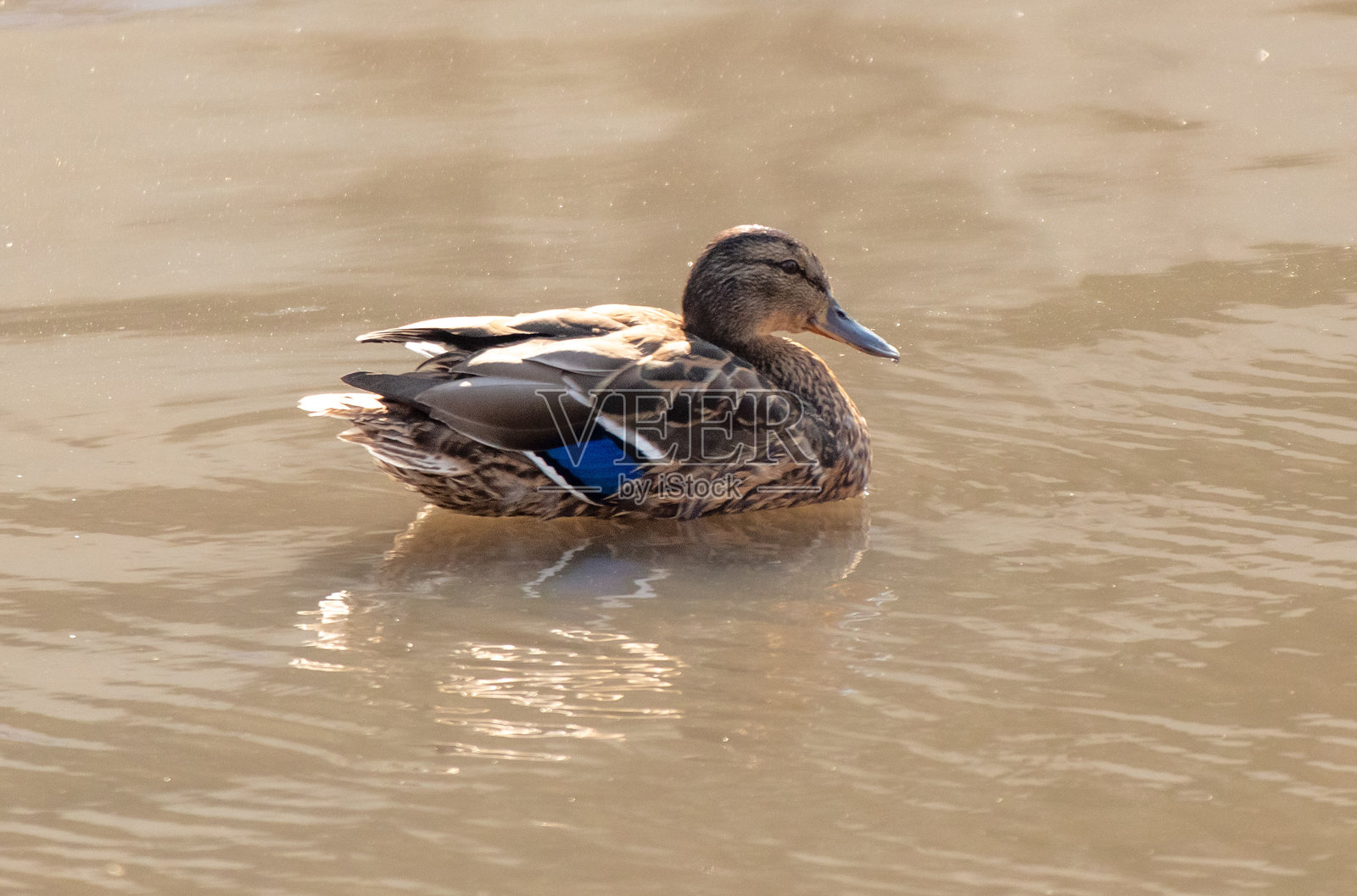 冬天，一只鸭子在冰冷的河水中游泳照片摄影图片