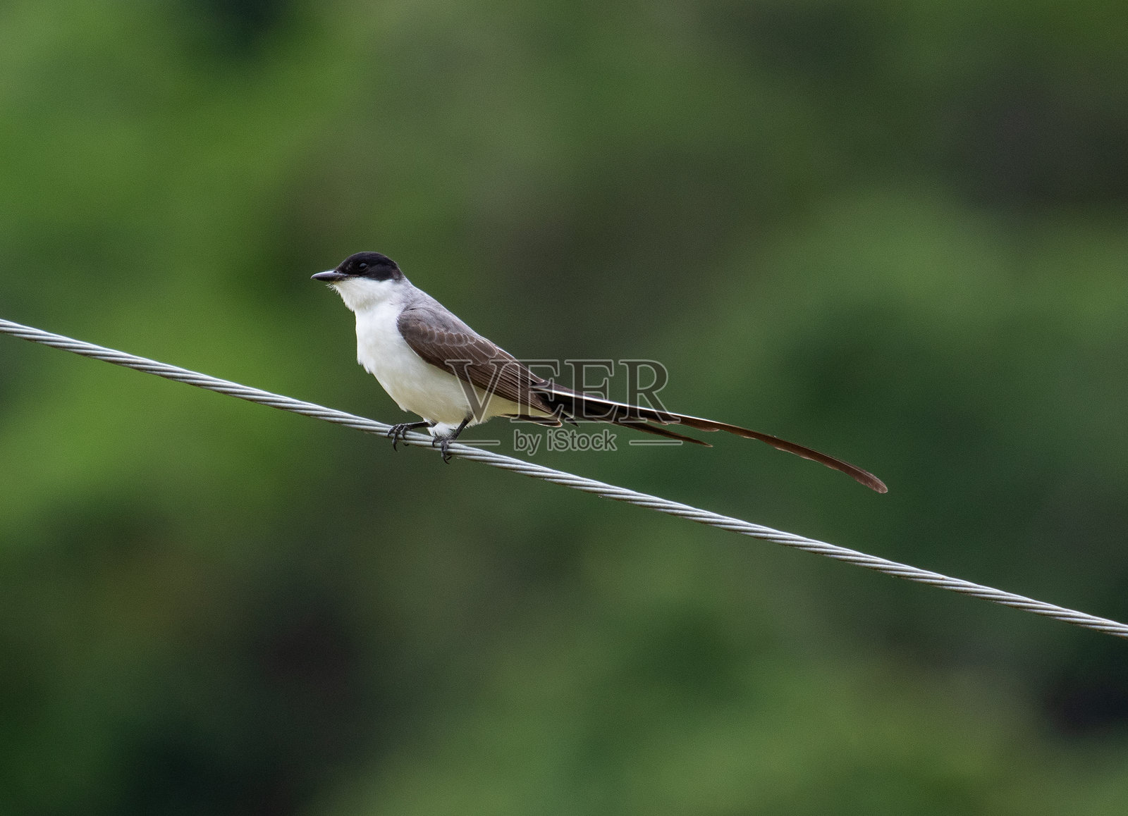 长尾鸟照片摄影图片