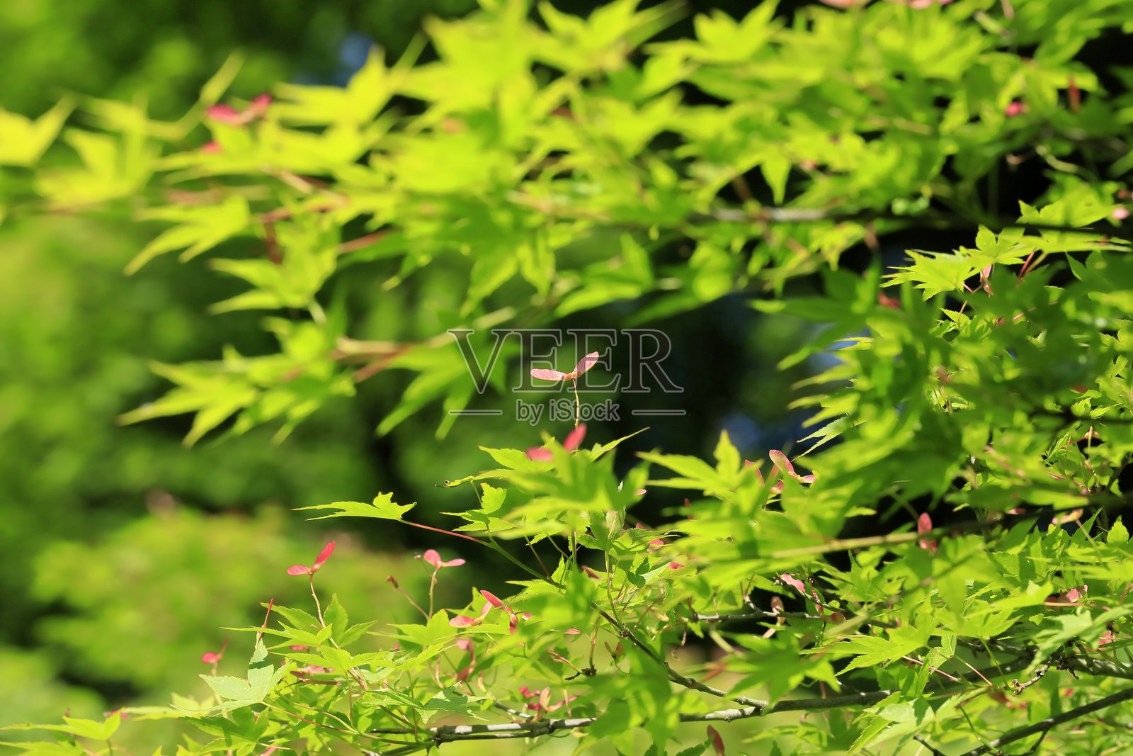 带籽日本枫照片摄影图片