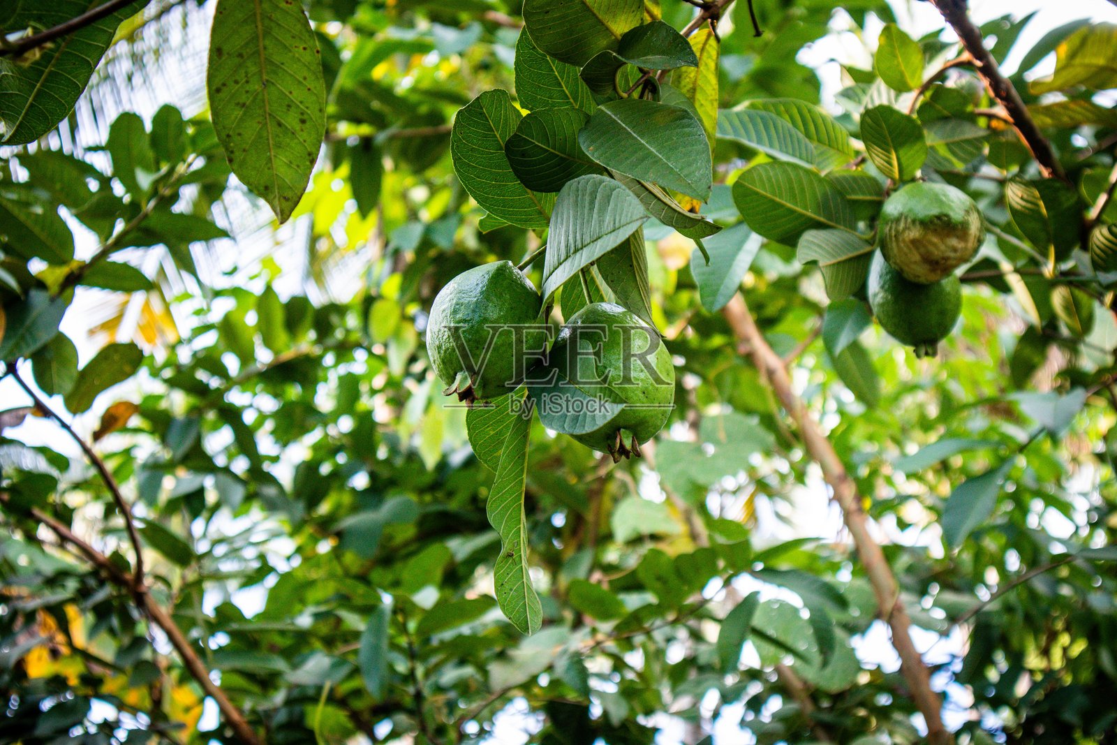 正在结果的番石榴植物照片摄影图片