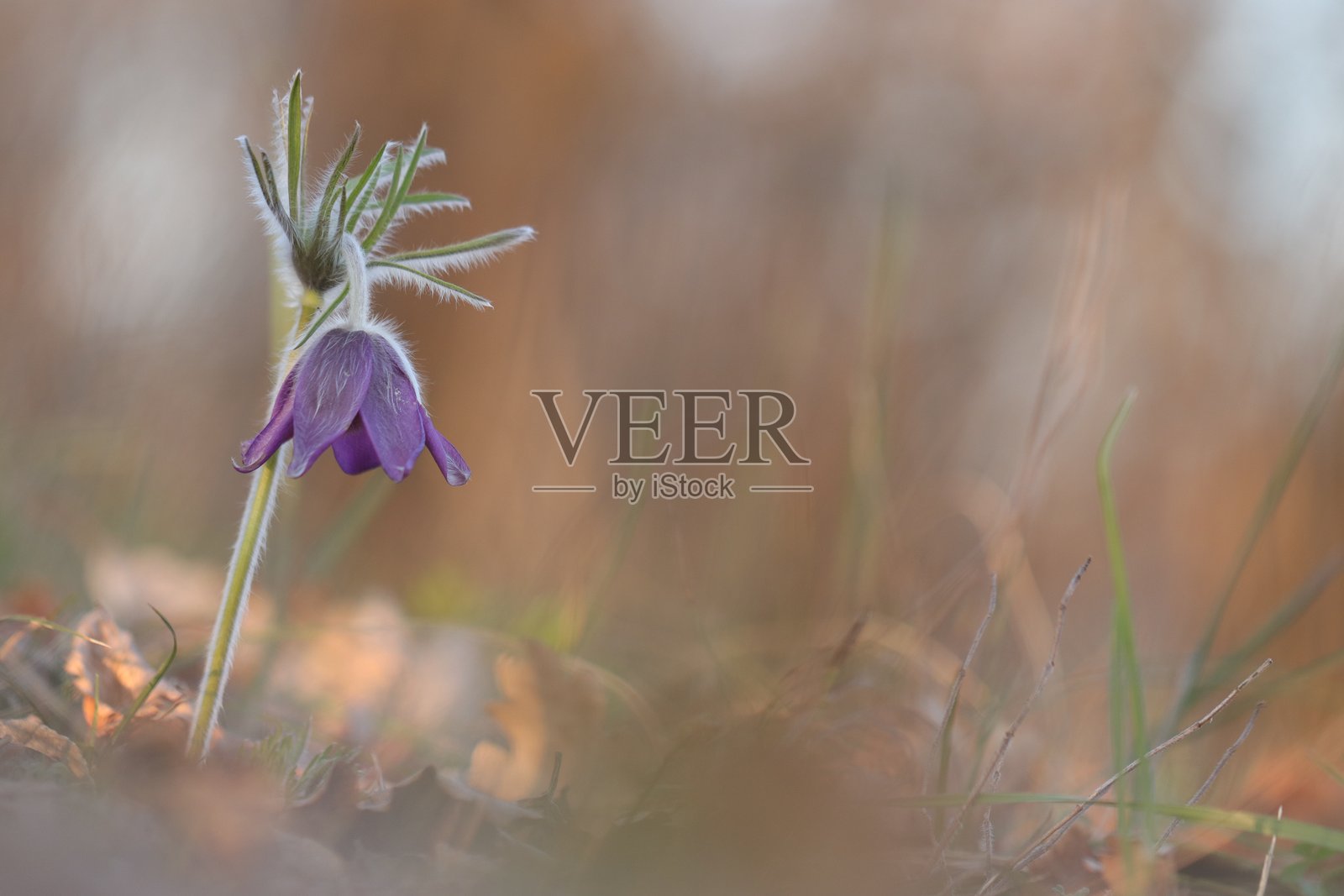 风铃草花照片摄影图片