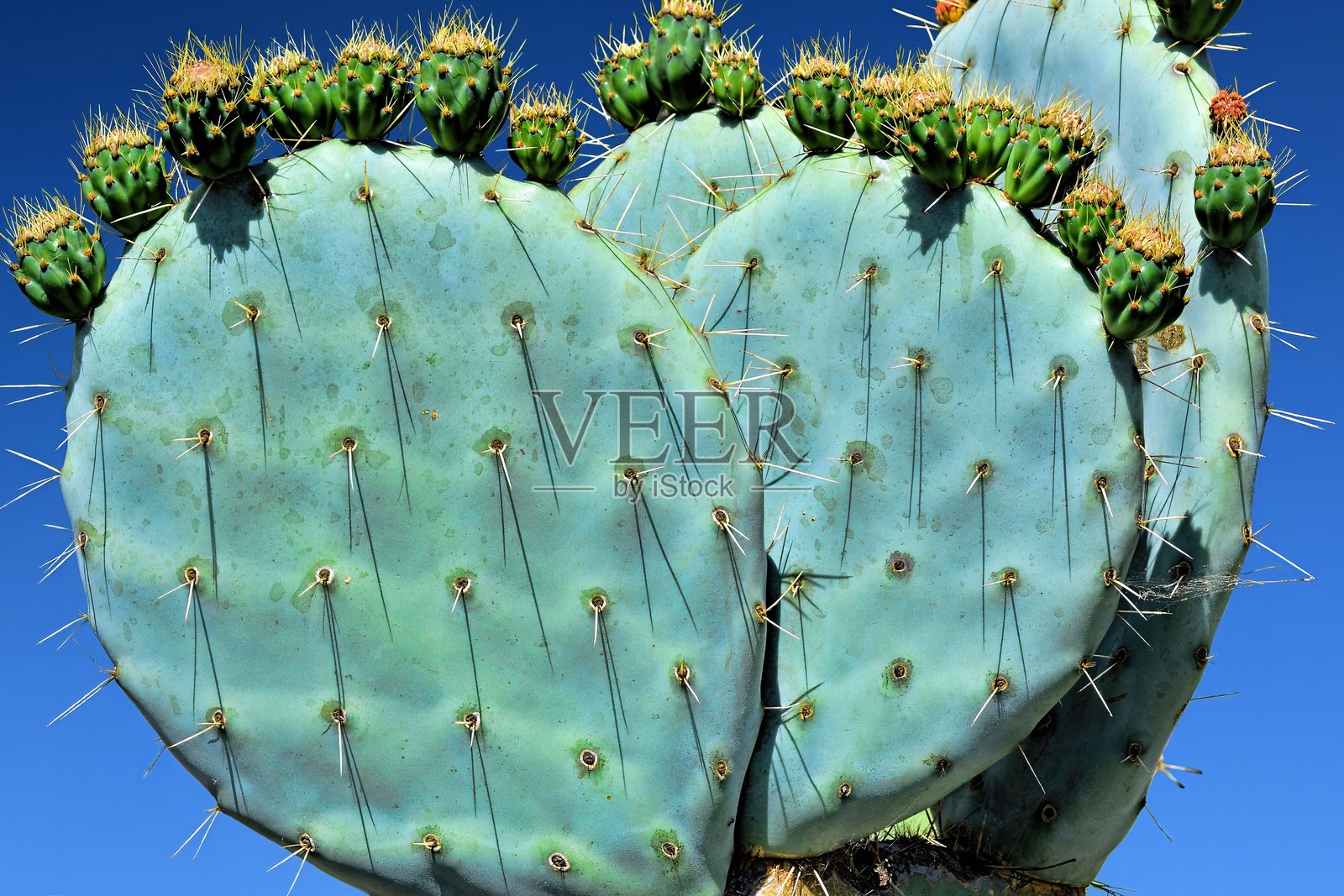 刺梨仙人掌照片摄影图片