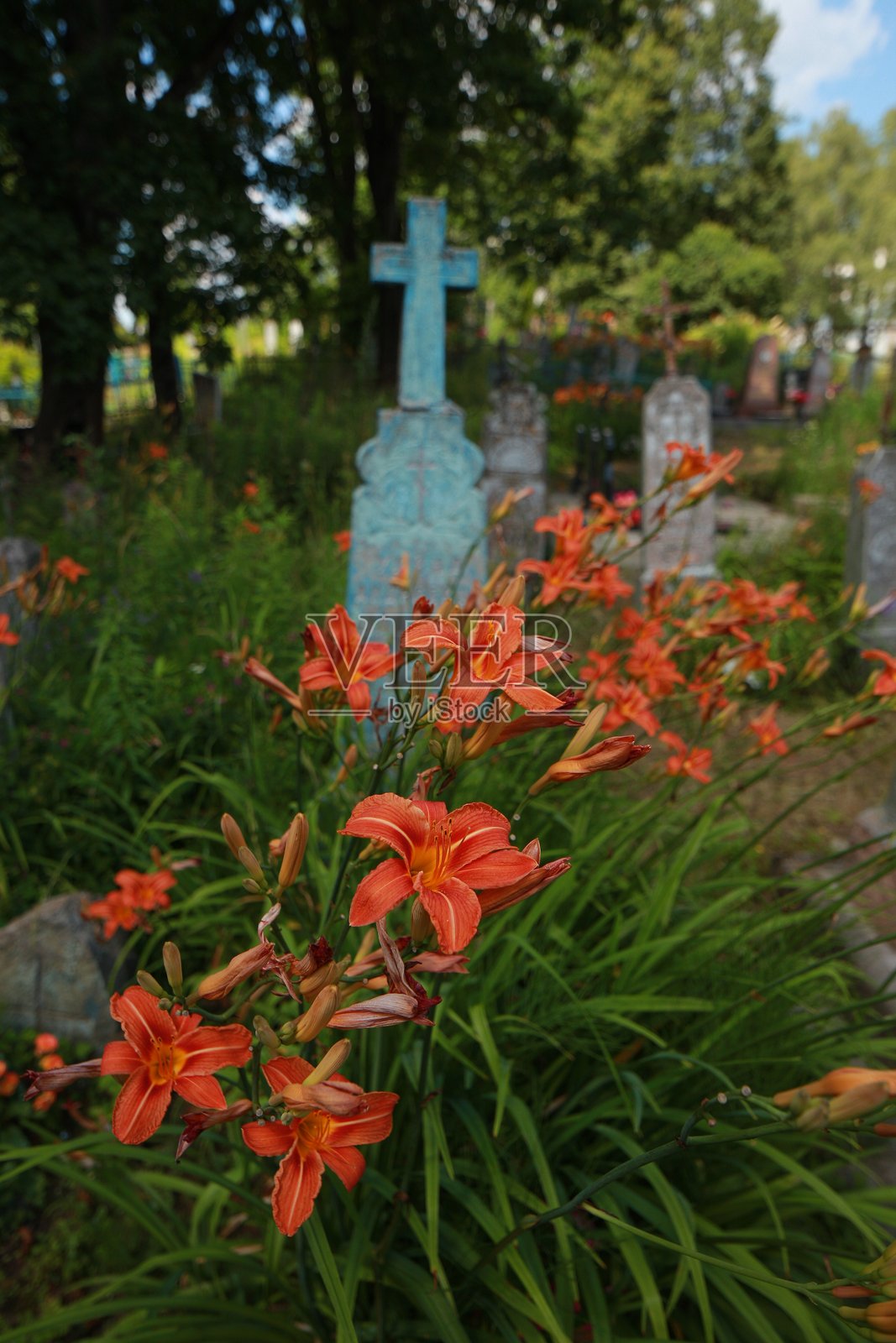 墓地围栏后面盛开的鲜红百合花照片摄影图片