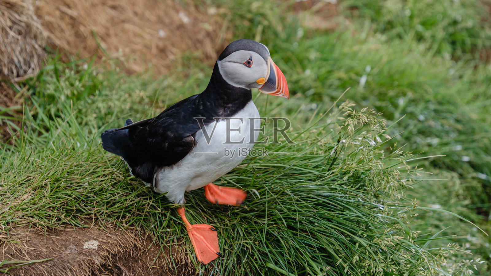 五彩斑斓的海鹦在冰岛阳光明媚的日子里休息在郁郁葱葱的草地上照片摄影图片