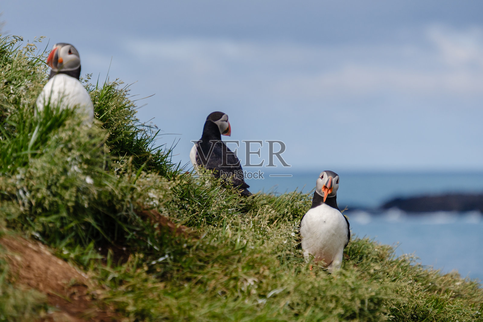 五彩斑斓的海雀栖息在冰岛郁郁葱葱的悬崖上，背景是宁静的海洋。照片摄影图片