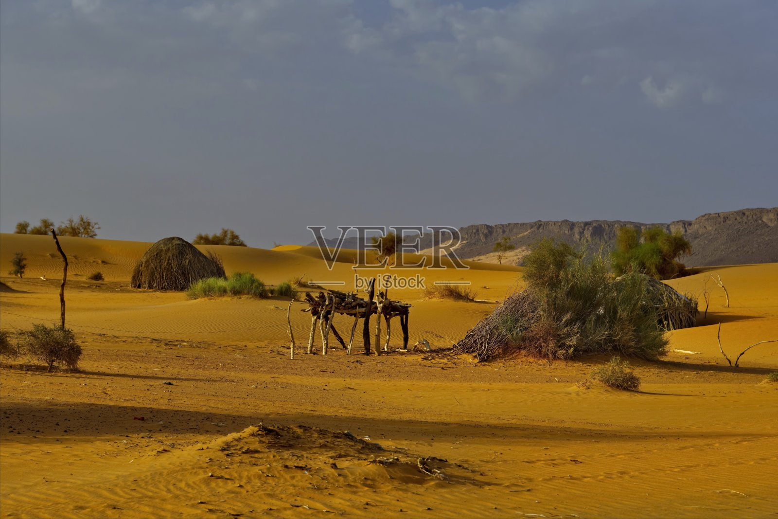 撒哈拉沙漠沙子中的生命迹象照片摄影图片