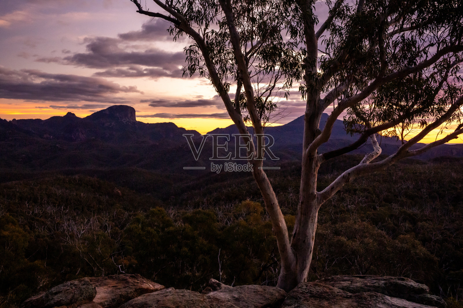 在戏剧性的崖壁后，西方天空中绚丽的日落闪耀，前景中有一棵白色桉树的剪影。照片摄影图片