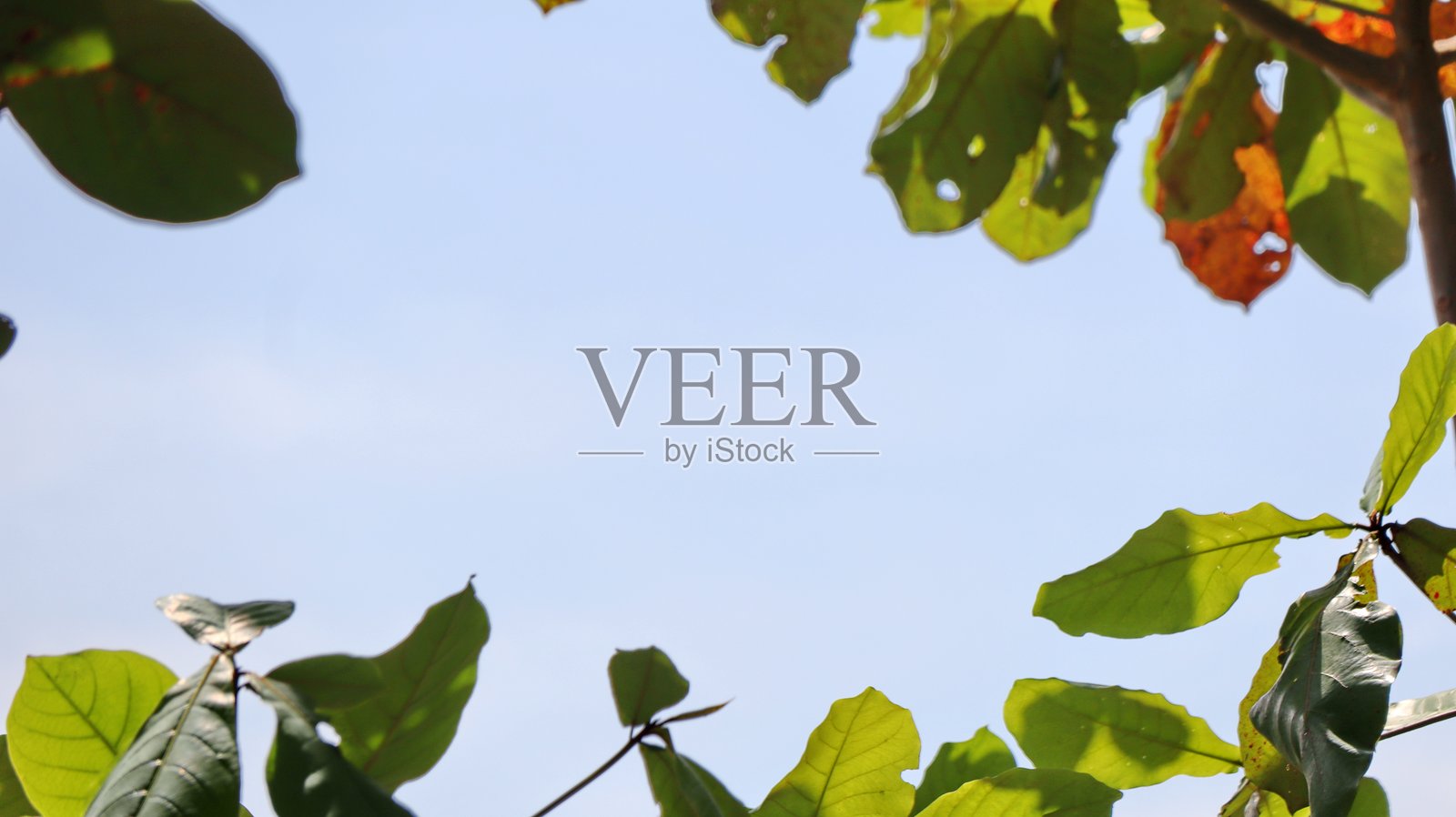 树枝上的叶子与天空，绿色自然背景照片摄影图片