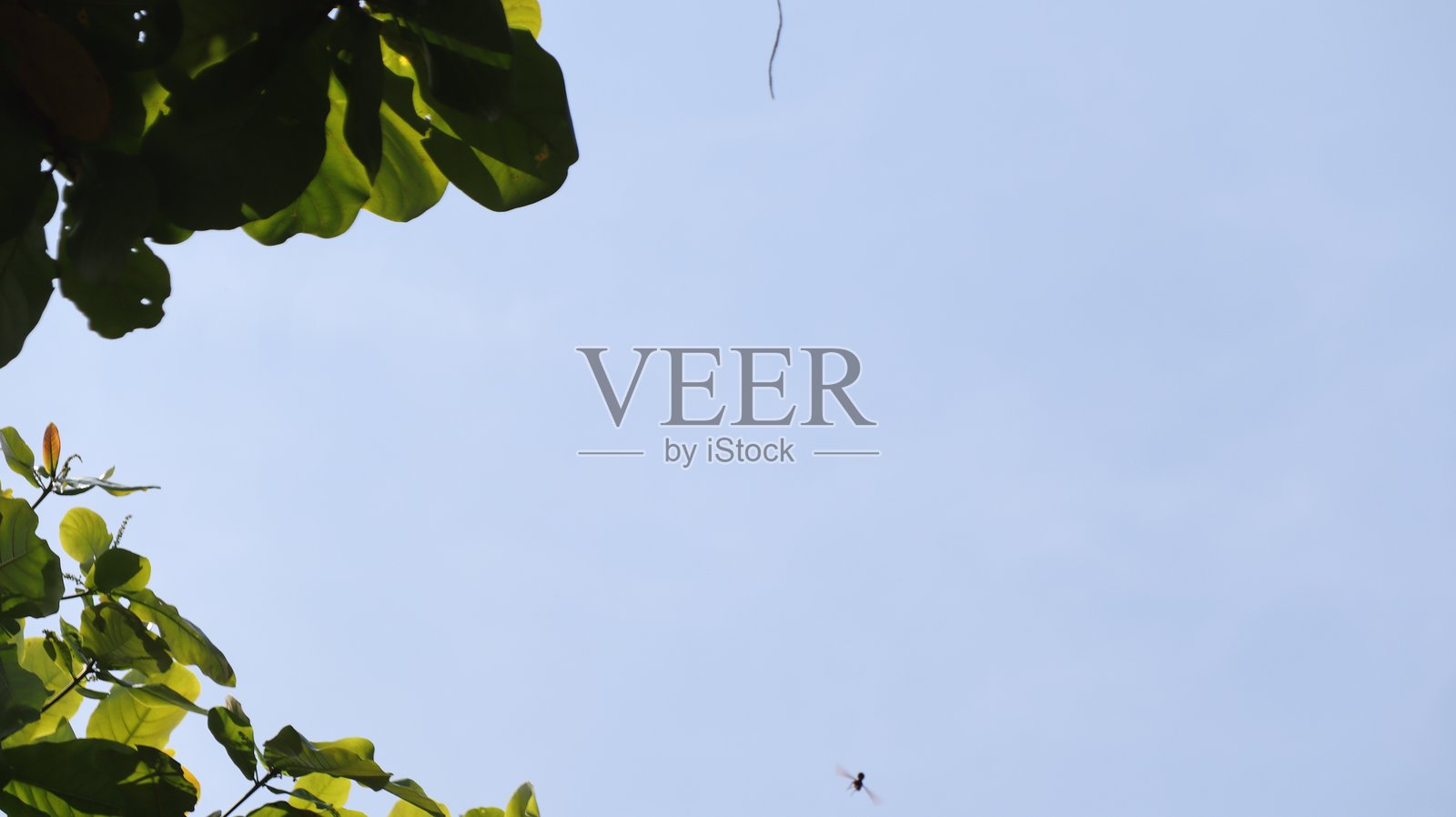 树枝上的叶子与天空，绿色自然背景照片摄影图片