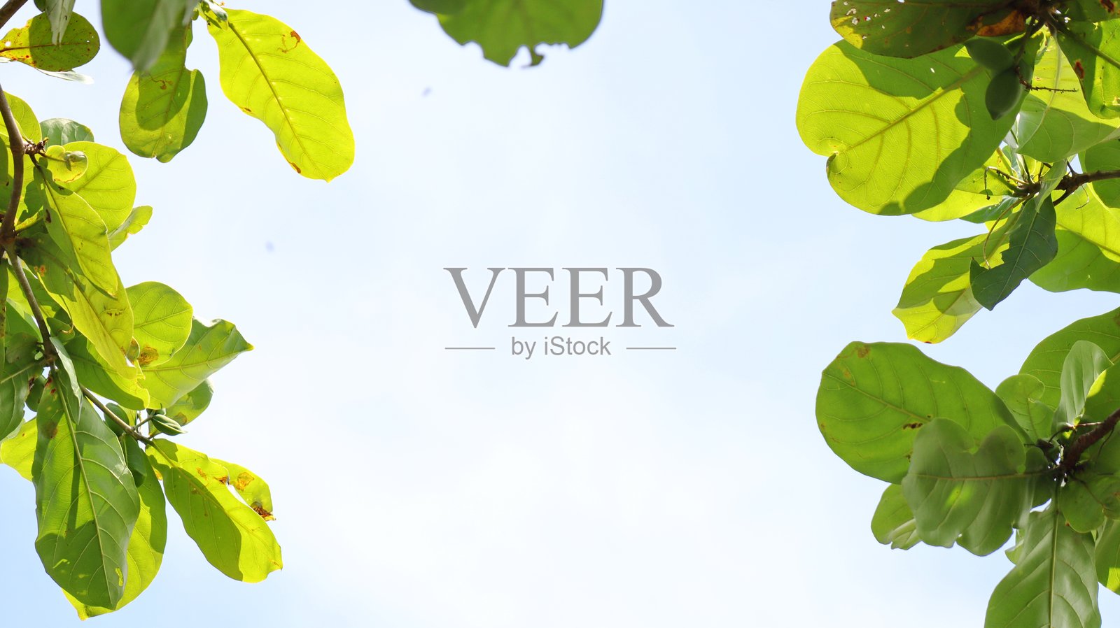 树枝上的叶子与天空，绿色自然背景照片摄影图片