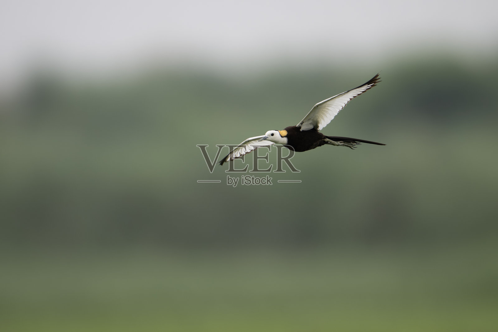在覆盖着睡莲的池塘上空飞翔的水鸡照片摄影图片