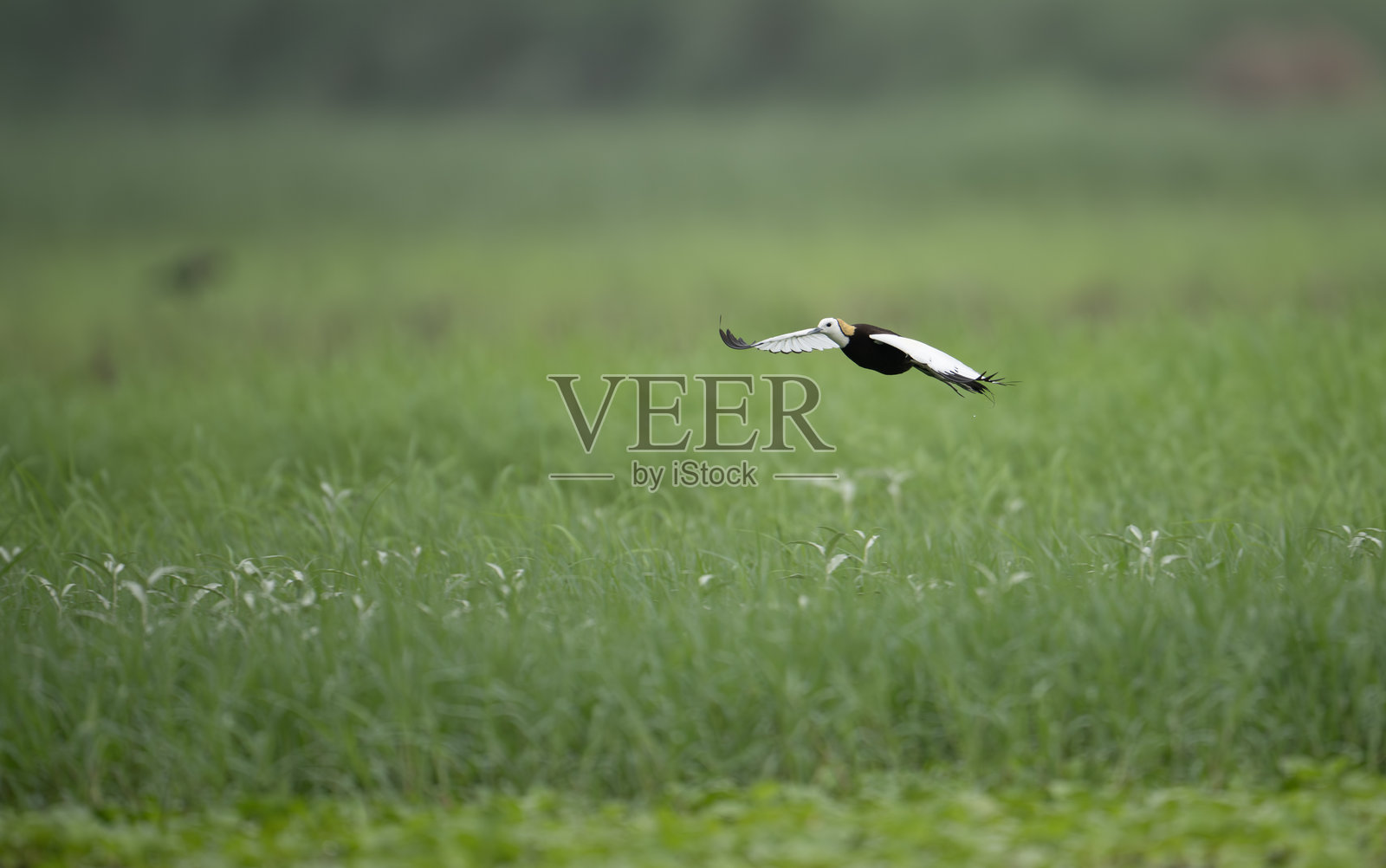 优雅的湿地鸟张开翅膀起飞照片摄影图片