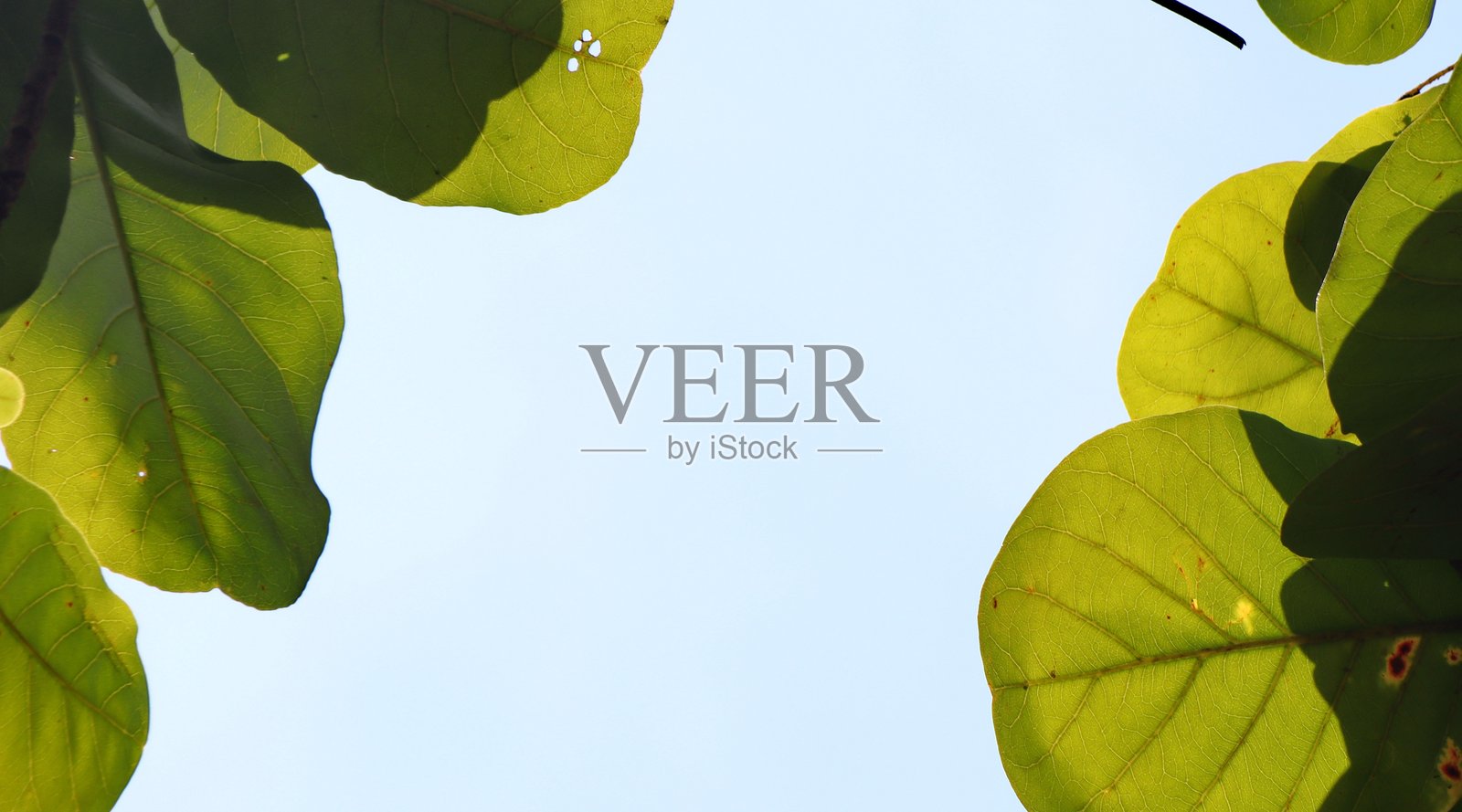 树枝上的叶子与天空，绿色自然背景照片摄影图片