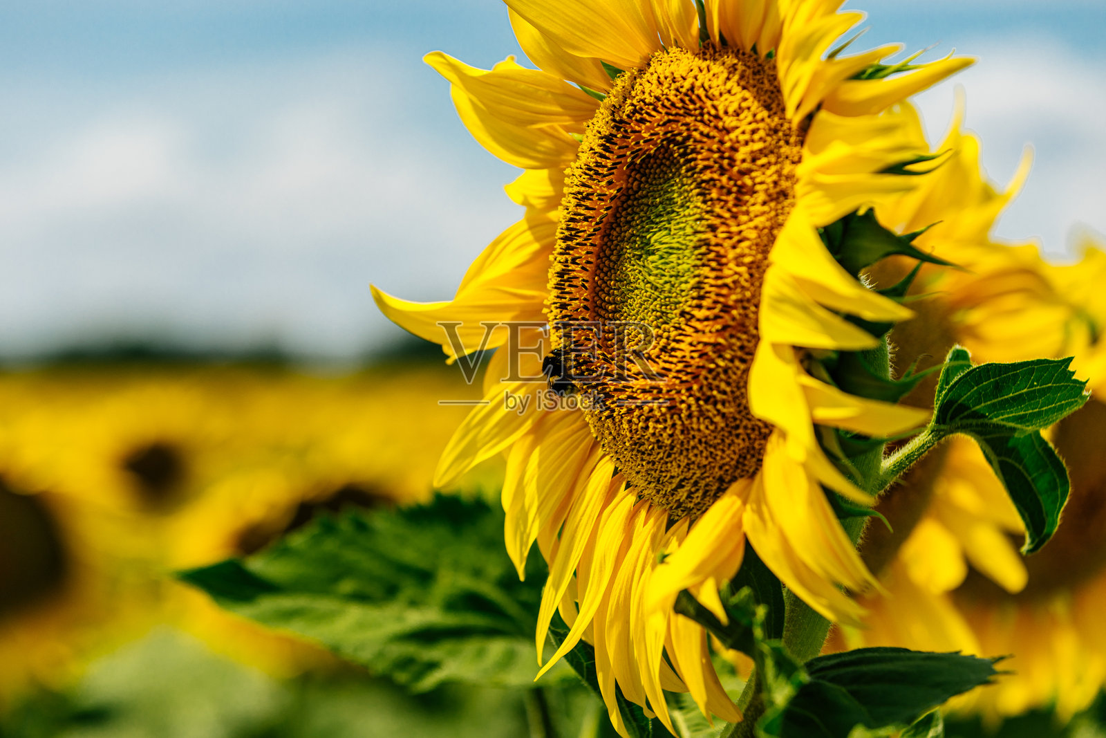 蜜蜂在向日葵中心采集花蜜的特写镜头。照片摄影图片