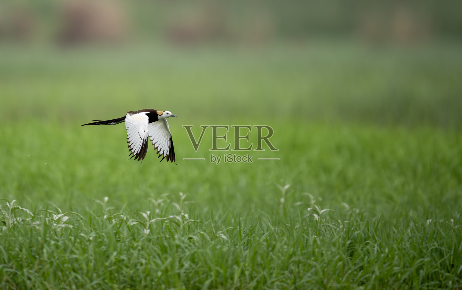 水面起飞的孔雀尾鹭照片摄影图片