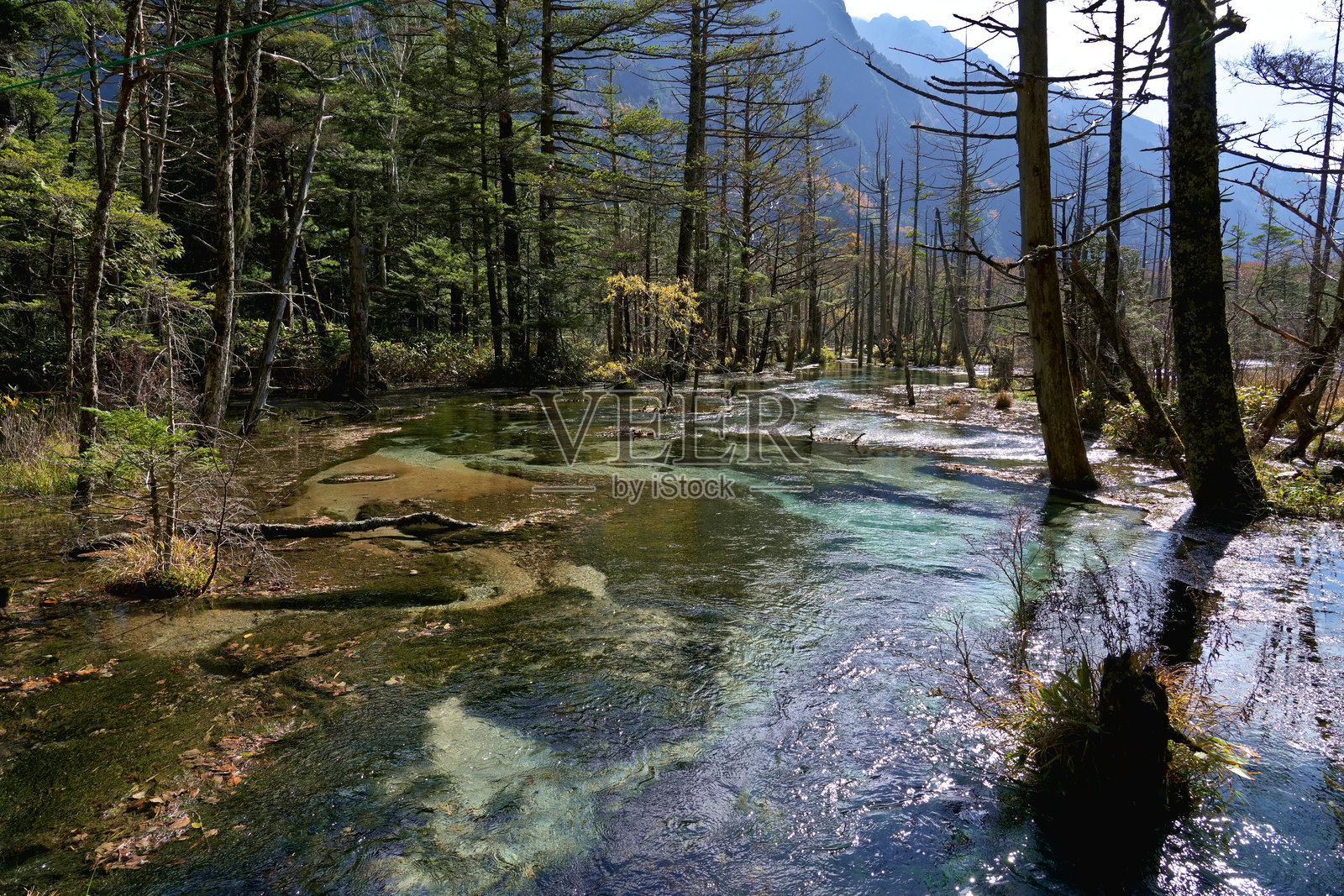 清澈的河流从上高地森林的山中流下。照片摄影图片