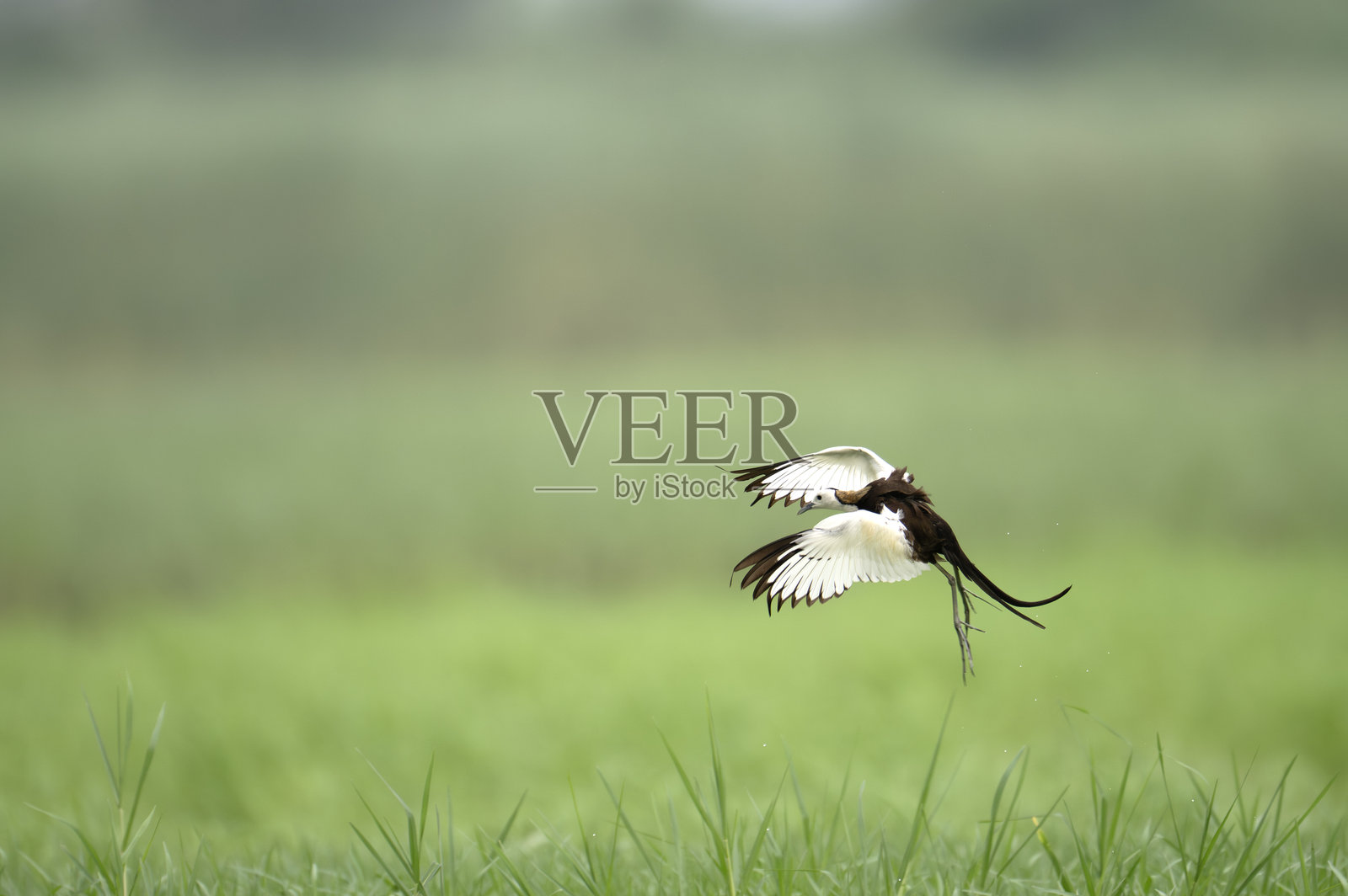 优雅的湿地鸟张开翅膀起飞照片摄影图片