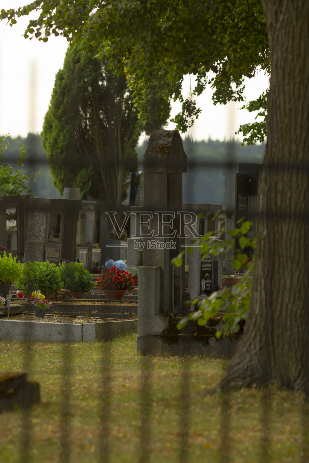 一个墓地，前面有一棵树，后面有一个围栏照片摄影图片
