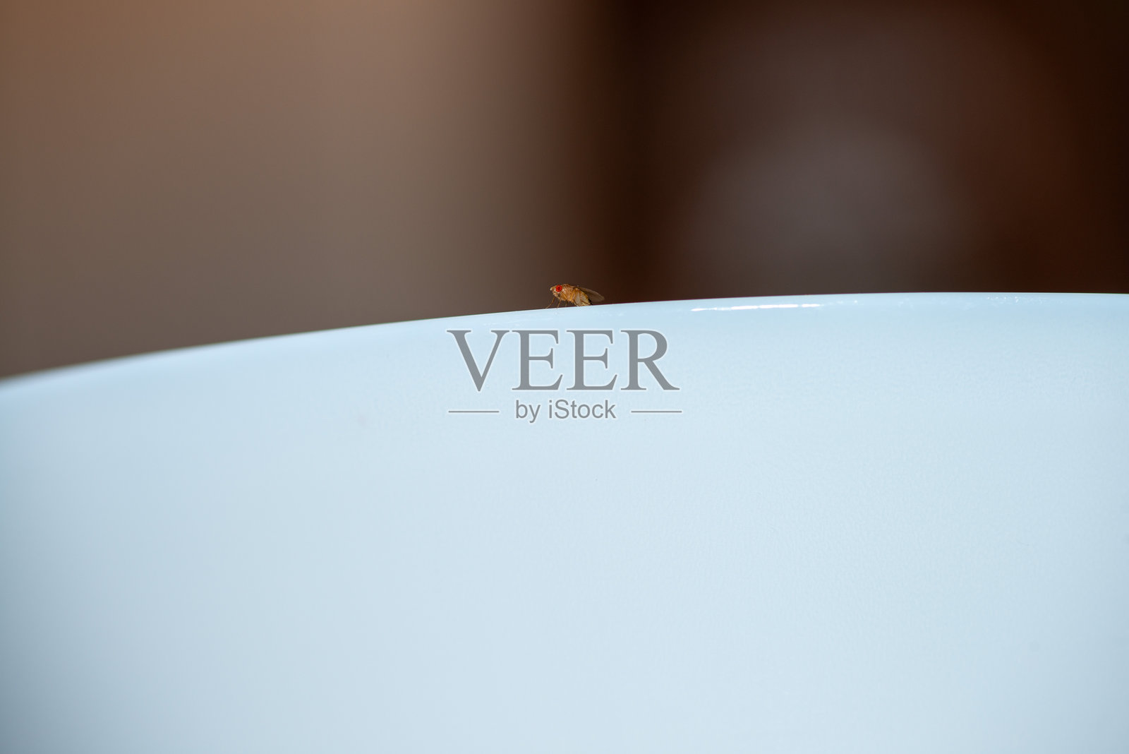 白色陶瓷边缘上的果蝇特写照片照片摄影图片