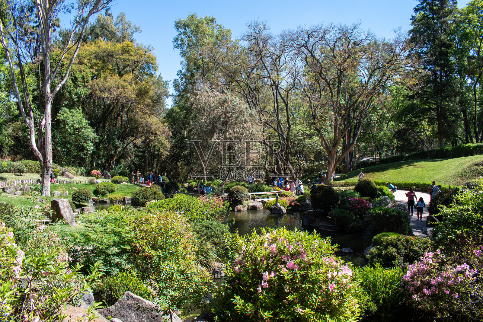 科洛莫斯森林中的日本花园全景，池塘与绿意盎然的景色照片摄影图片