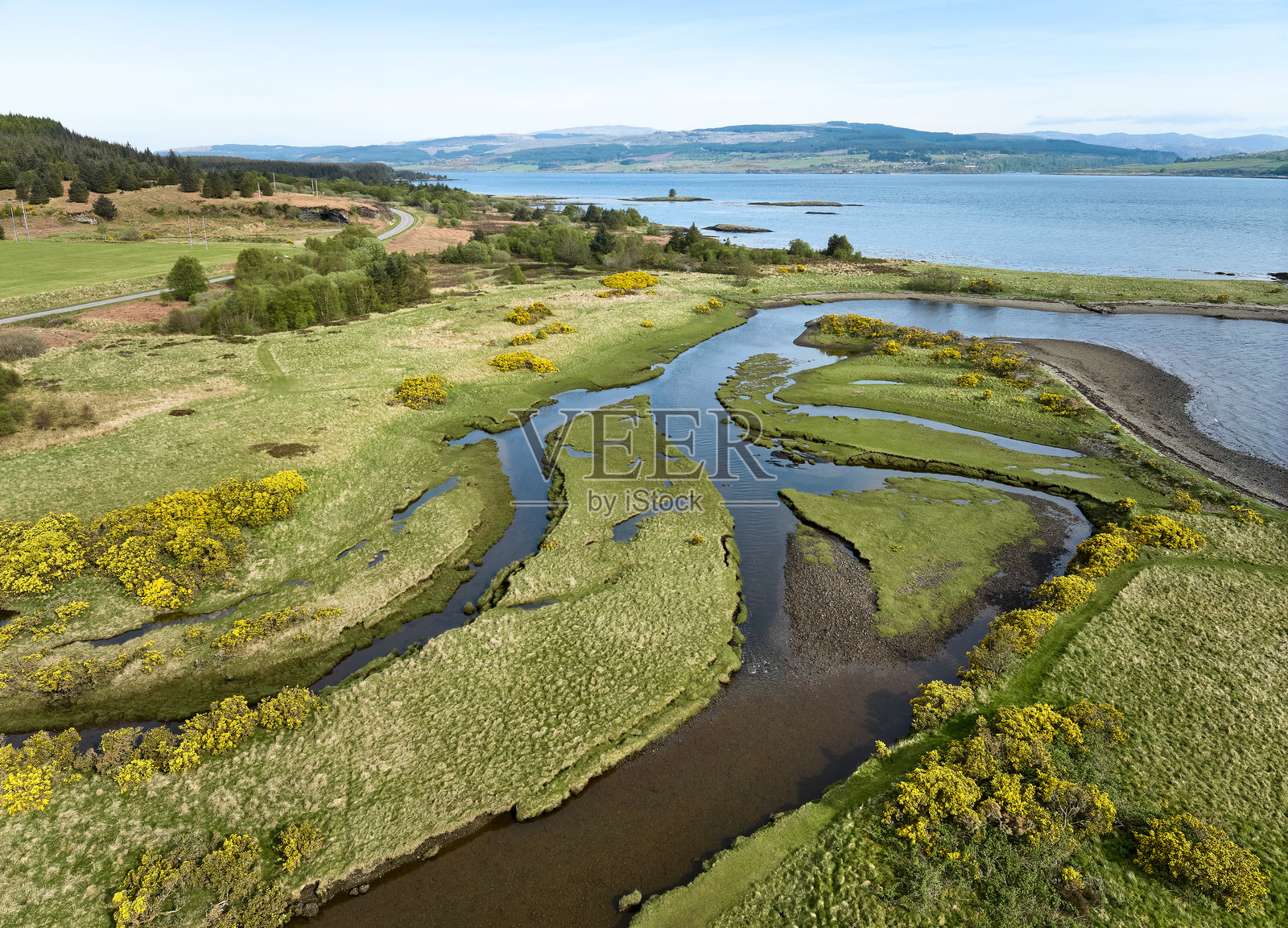 苏格兰穆尔岛的河口，盛开的金雀花。照片摄影图片