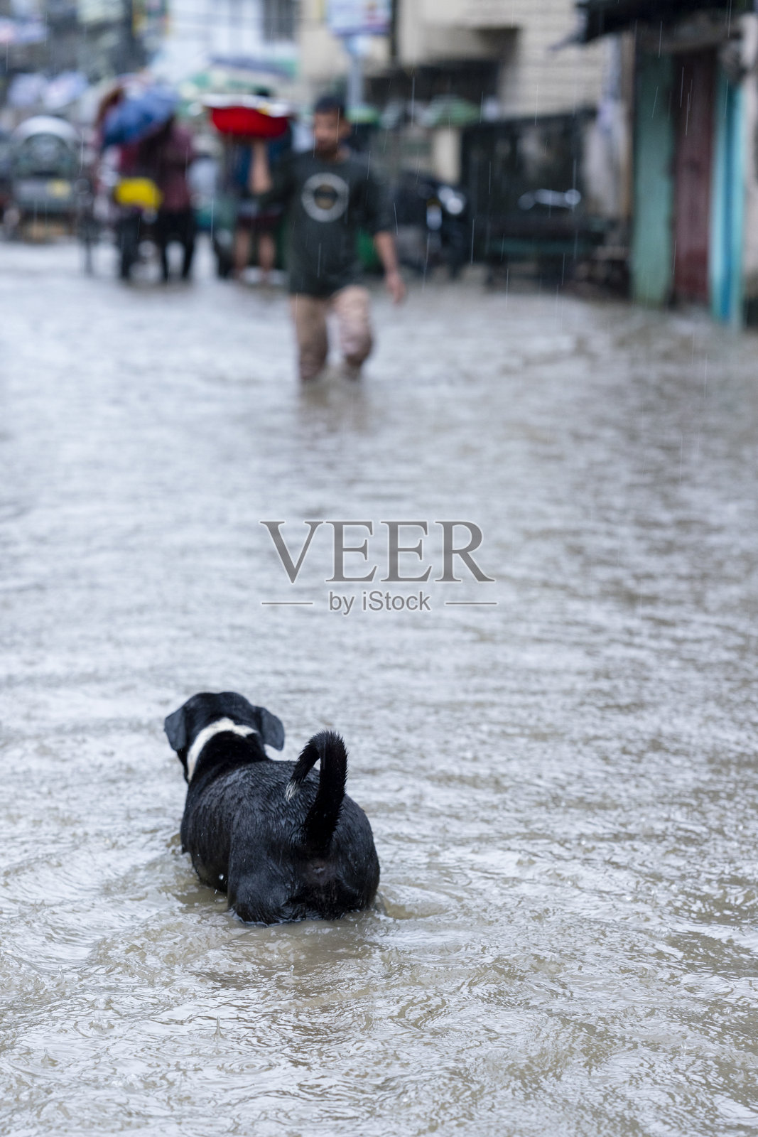 城市街道上站着的狗。水淹是孟加拉国的一个严重问题，尤其是在雨季期间。照片摄影图片