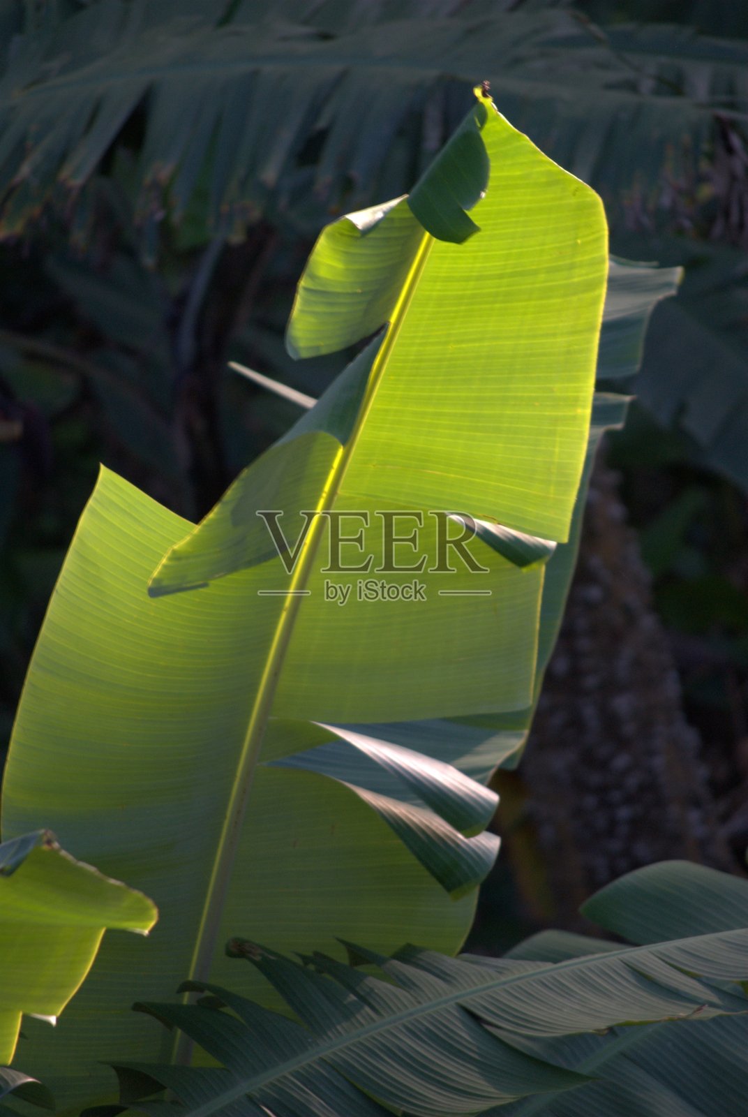 委内瑞拉是一个绿色的国家。照片摄影图片