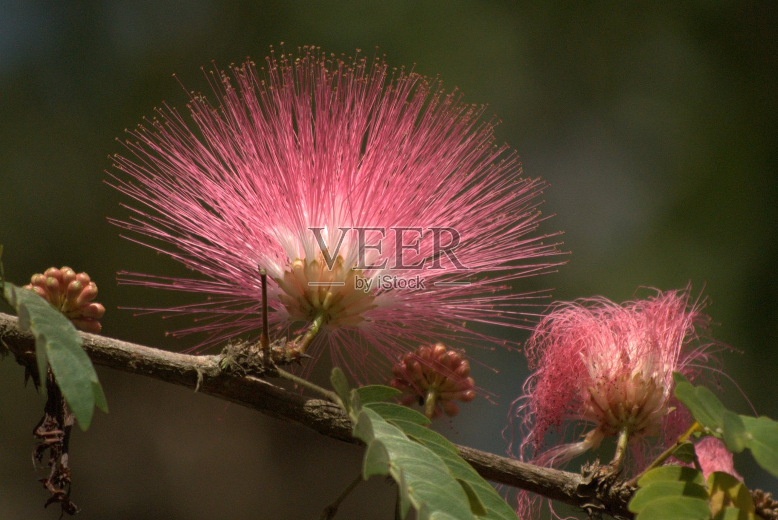 委内瑞拉的花卉。照片摄影图片