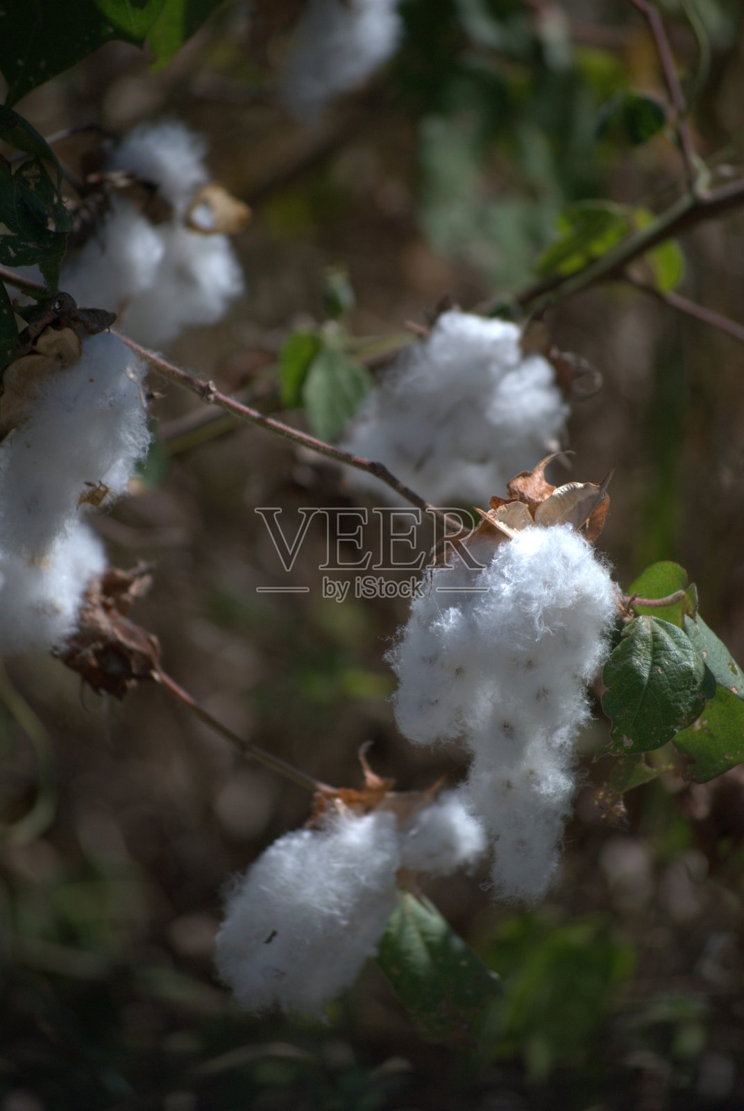 委内瑞拉的花卉。照片摄影图片