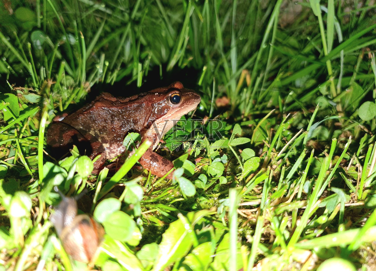 草丛中的青蛙照片摄影图片