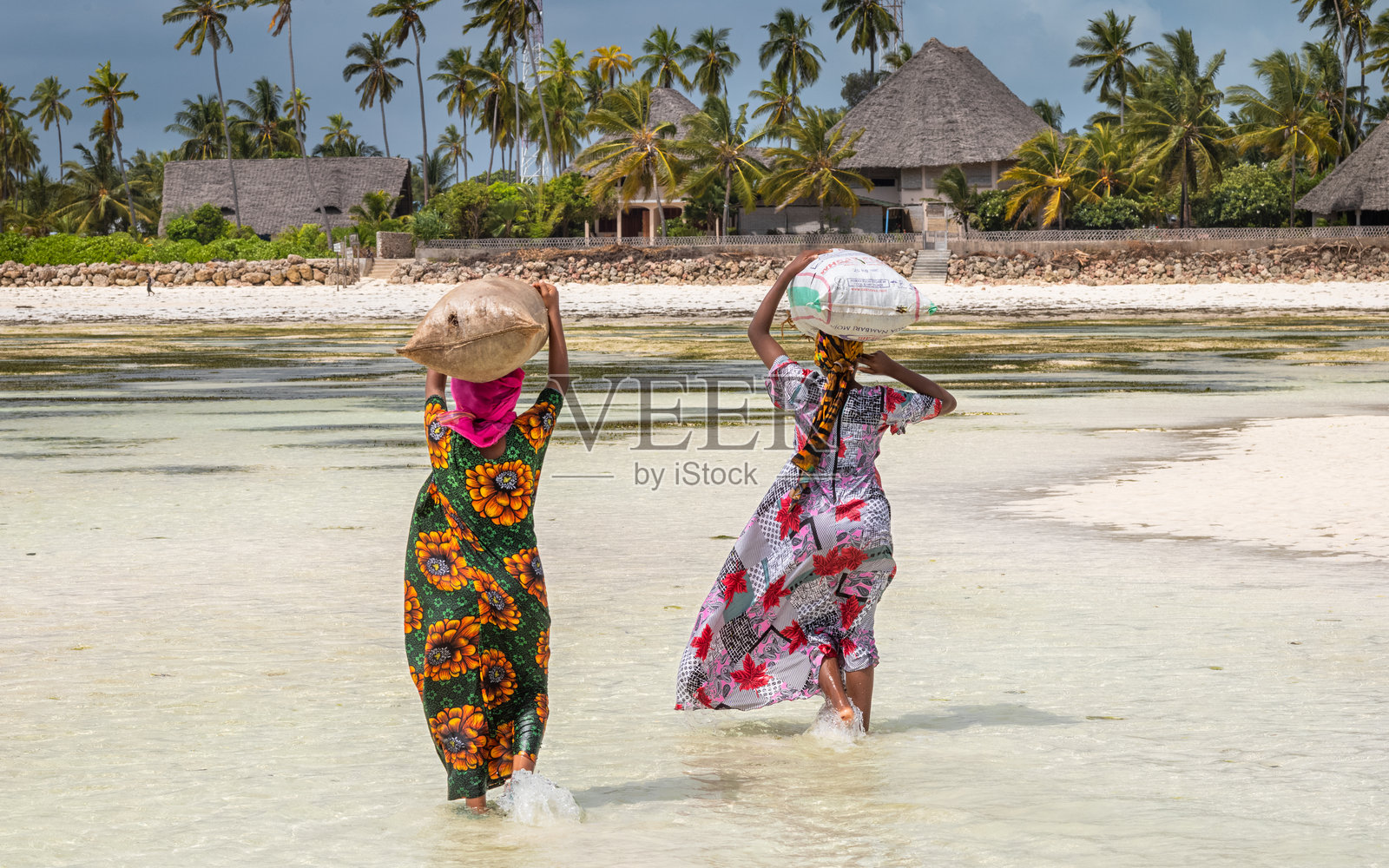女孩与海藻，贾姆比亚尼，桑给巴尔，坦桑尼亚照片摄影图片