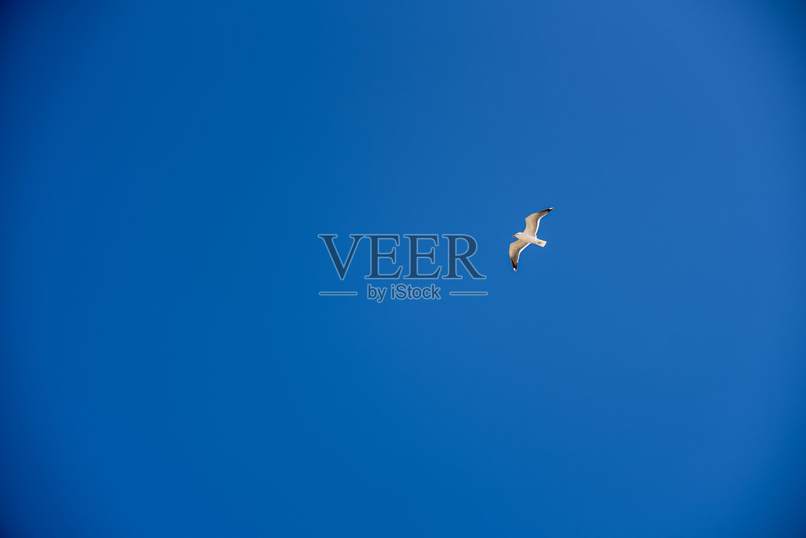 在蔚蓝天空中翱翔的海鸥：飞翔的雄伟鸟类，自由与海岸宁静的象征照片摄影图片