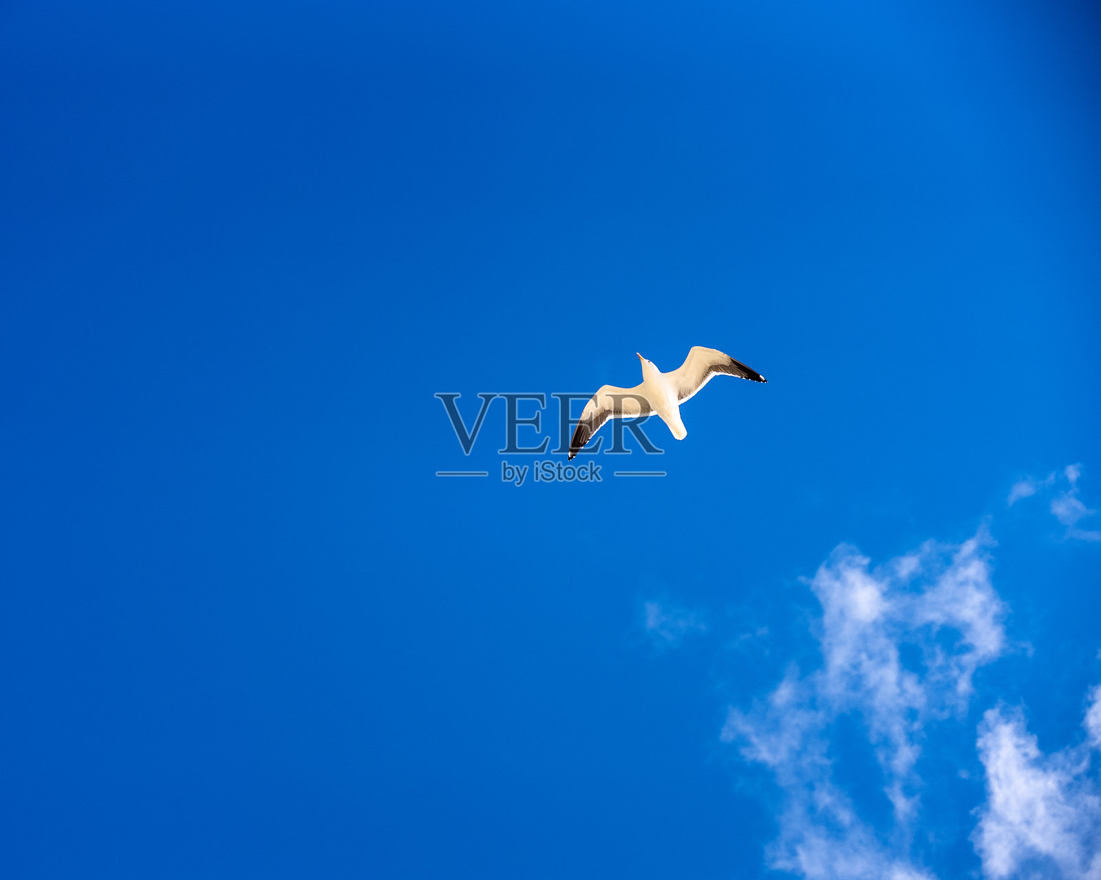 在蔚蓝天空中翱翔的海鸥：飞翔的雄伟鸟类，自由与海岸宁静的象征照片摄影图片