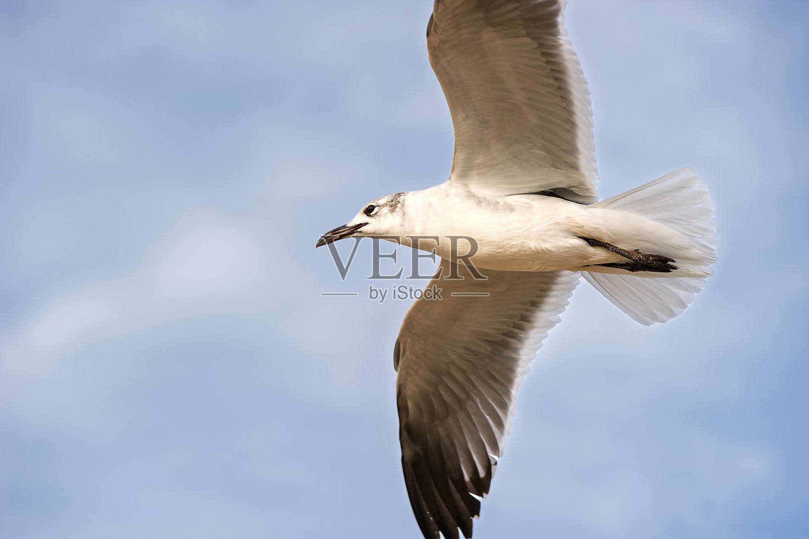 海鸥 太平洋 海岸 海滩 海鸟 白色 飞翔 展翅 自由 翱翔 鼓舞人心 特写照片摄影图片